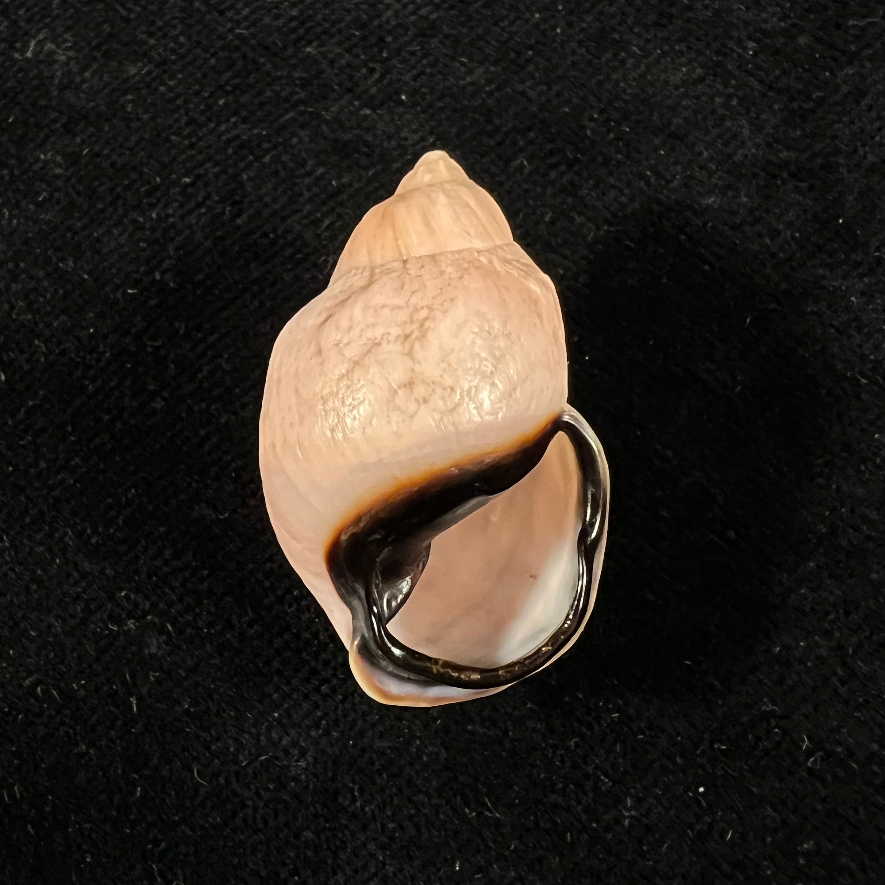 Auris inornata Simone & Amaral, 2021 - 33,6mm