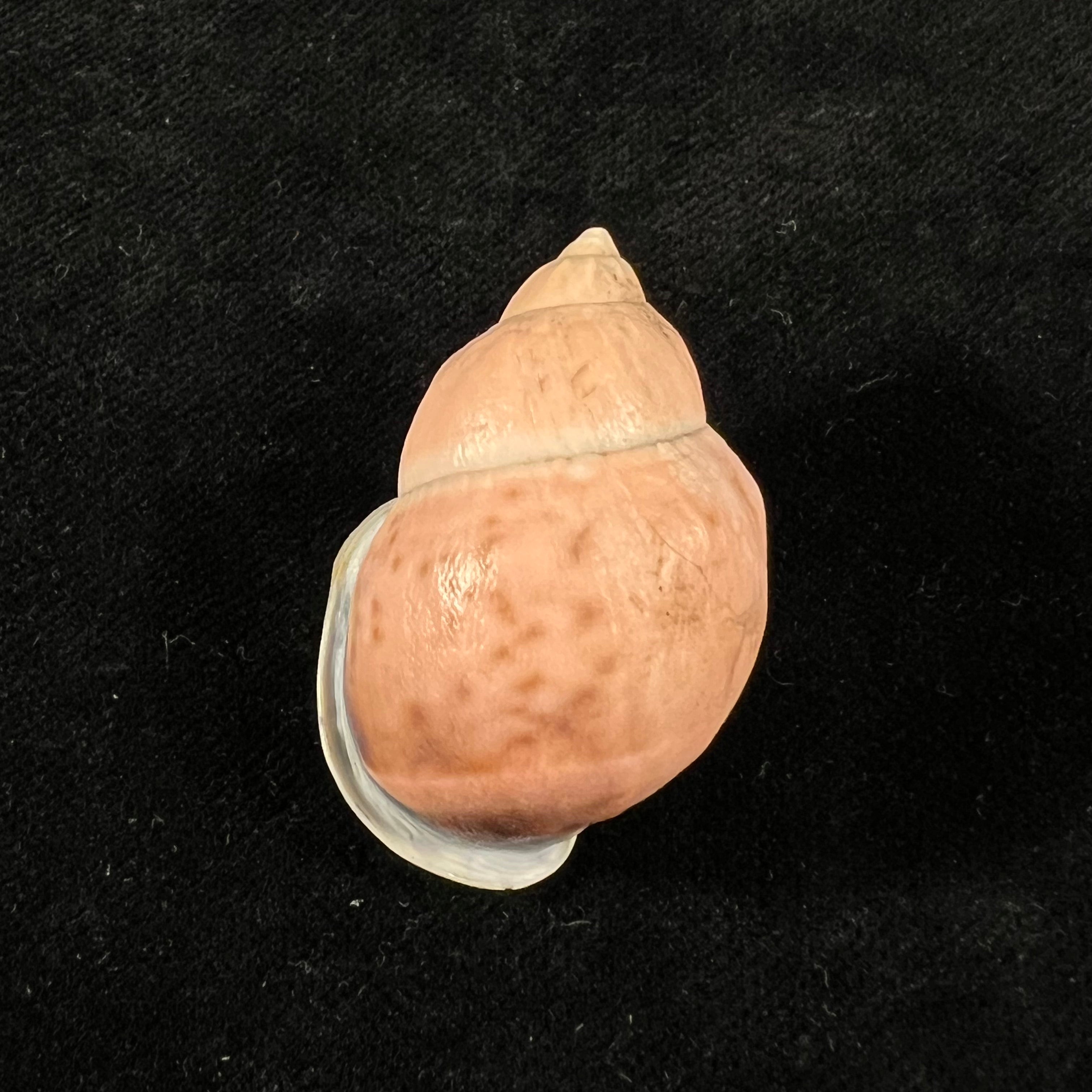 Auris inornata Simone & Amaral, 2021 - 36,5mm