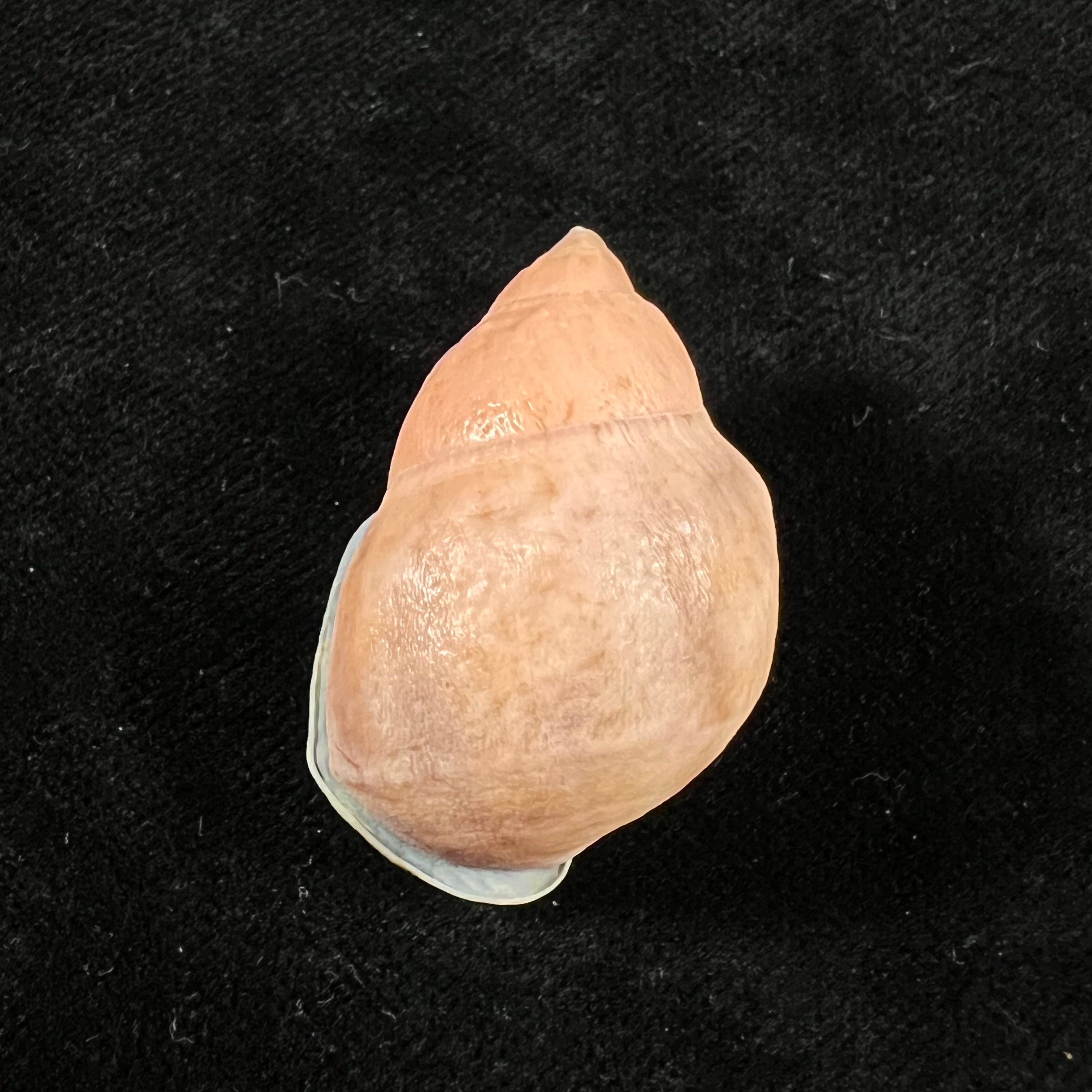 Auris inornata Simone & Amaral, 2021 - 35,3mm