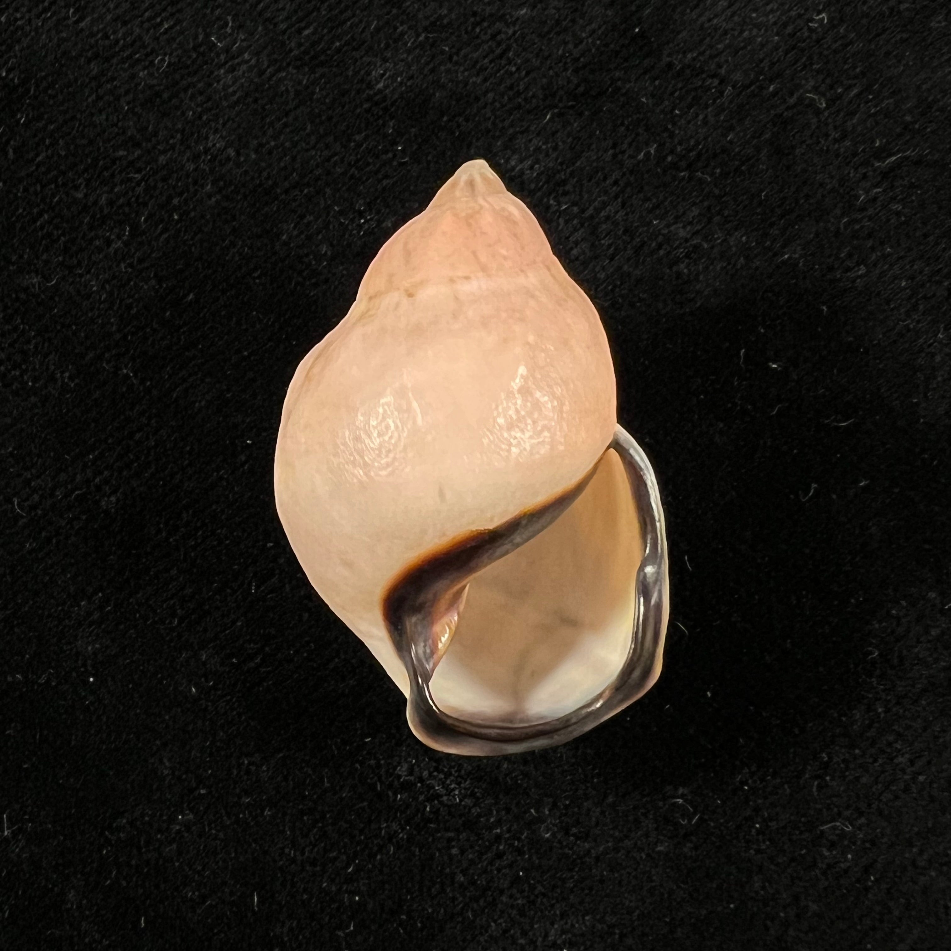 Auris inornata Simone & Amaral, 2021 - 35,3mm