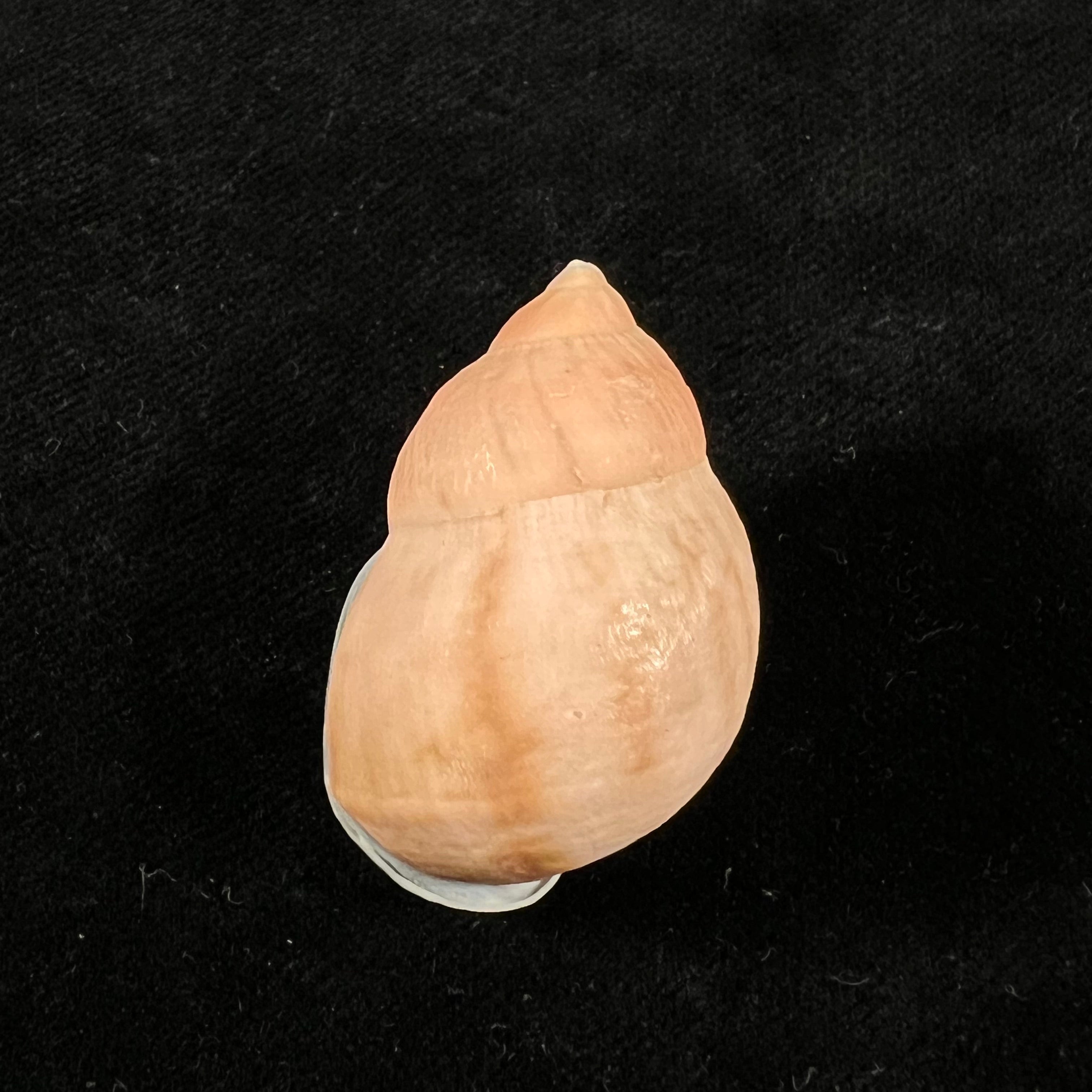Auris inornata Simone & Amaral, 2021 - 34,5mm