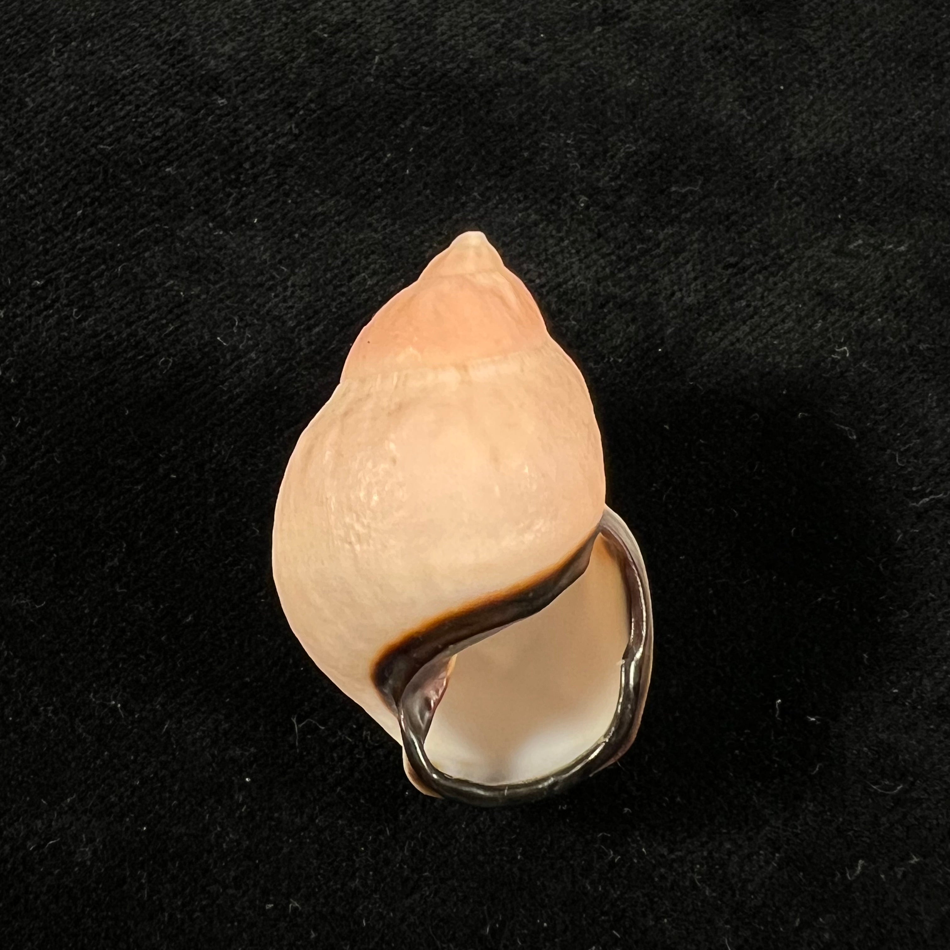 Auris inornata Simone & Amaral, 2021 - 34,5mm
