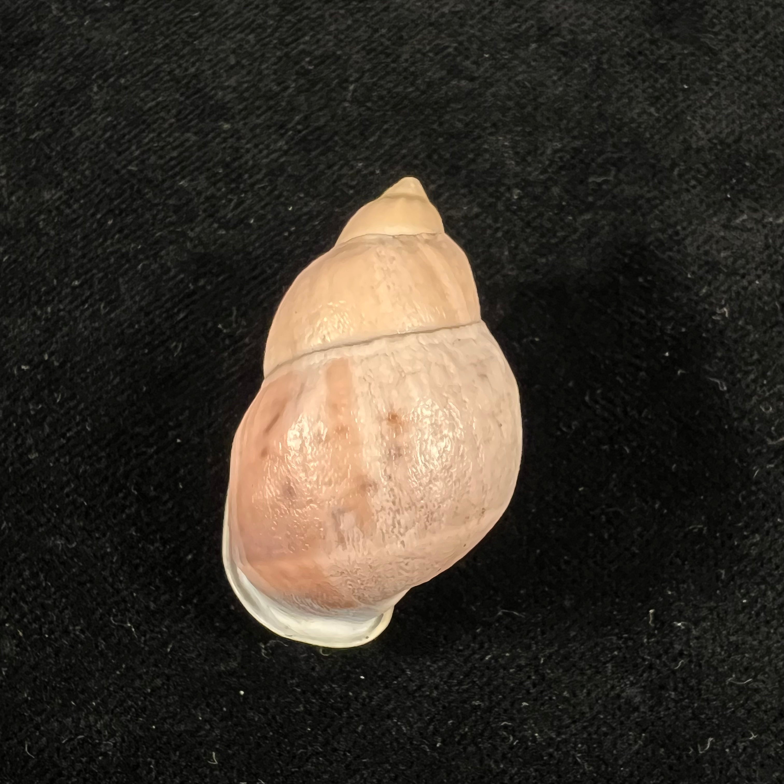 Auris inornata Simone & Amaral, 2021 - 36,9mm
