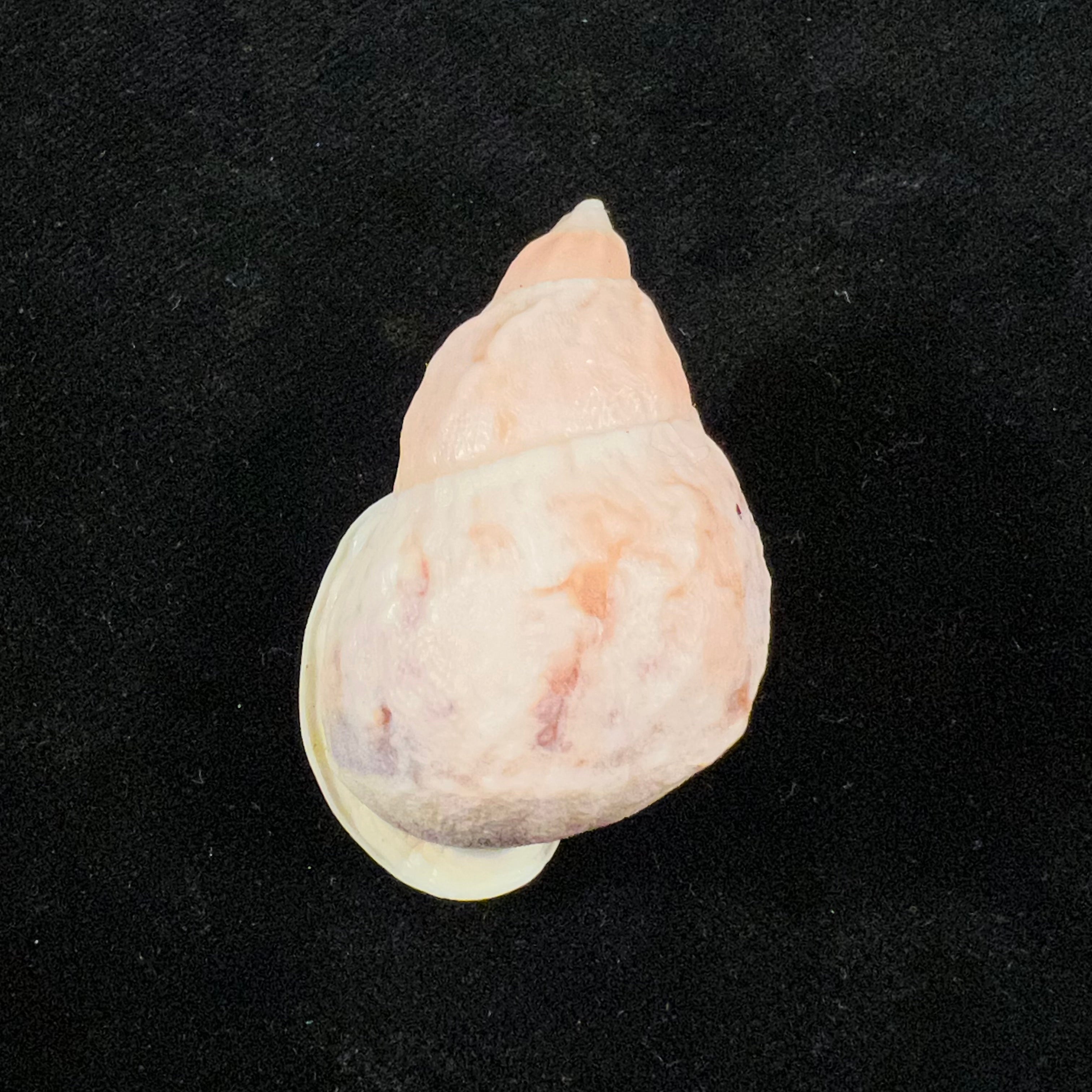 Auris melanostoma (Moricand, 1836) - 44,5mm