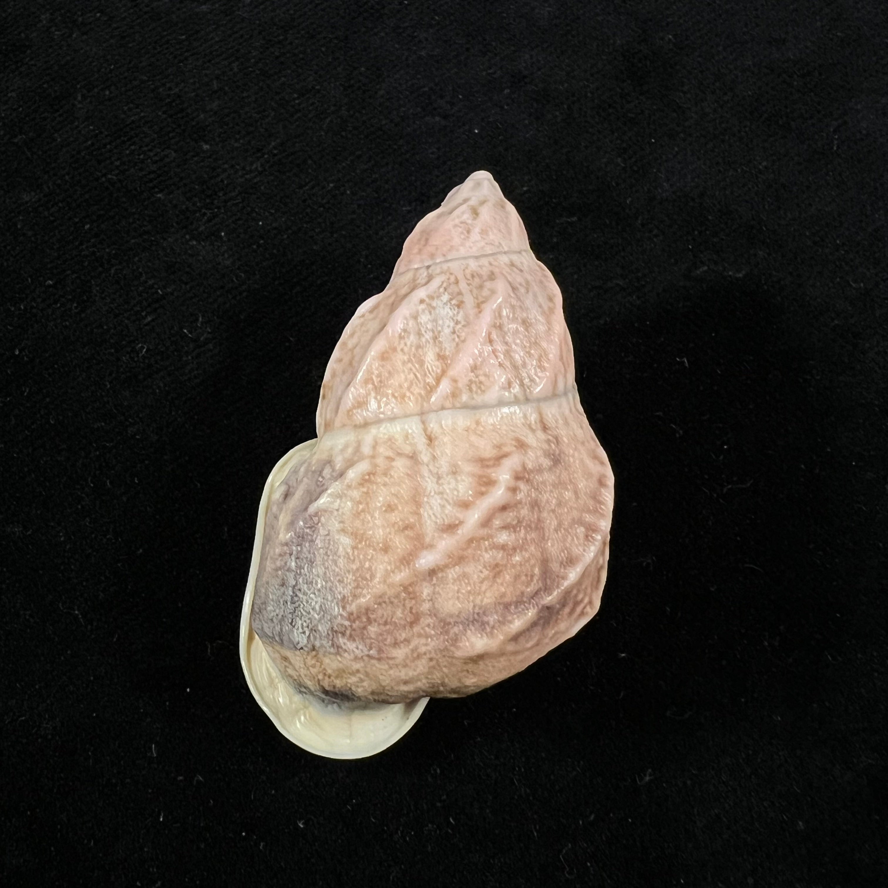 Auris melanostoma (Moricand, 1836) - 47,5mm