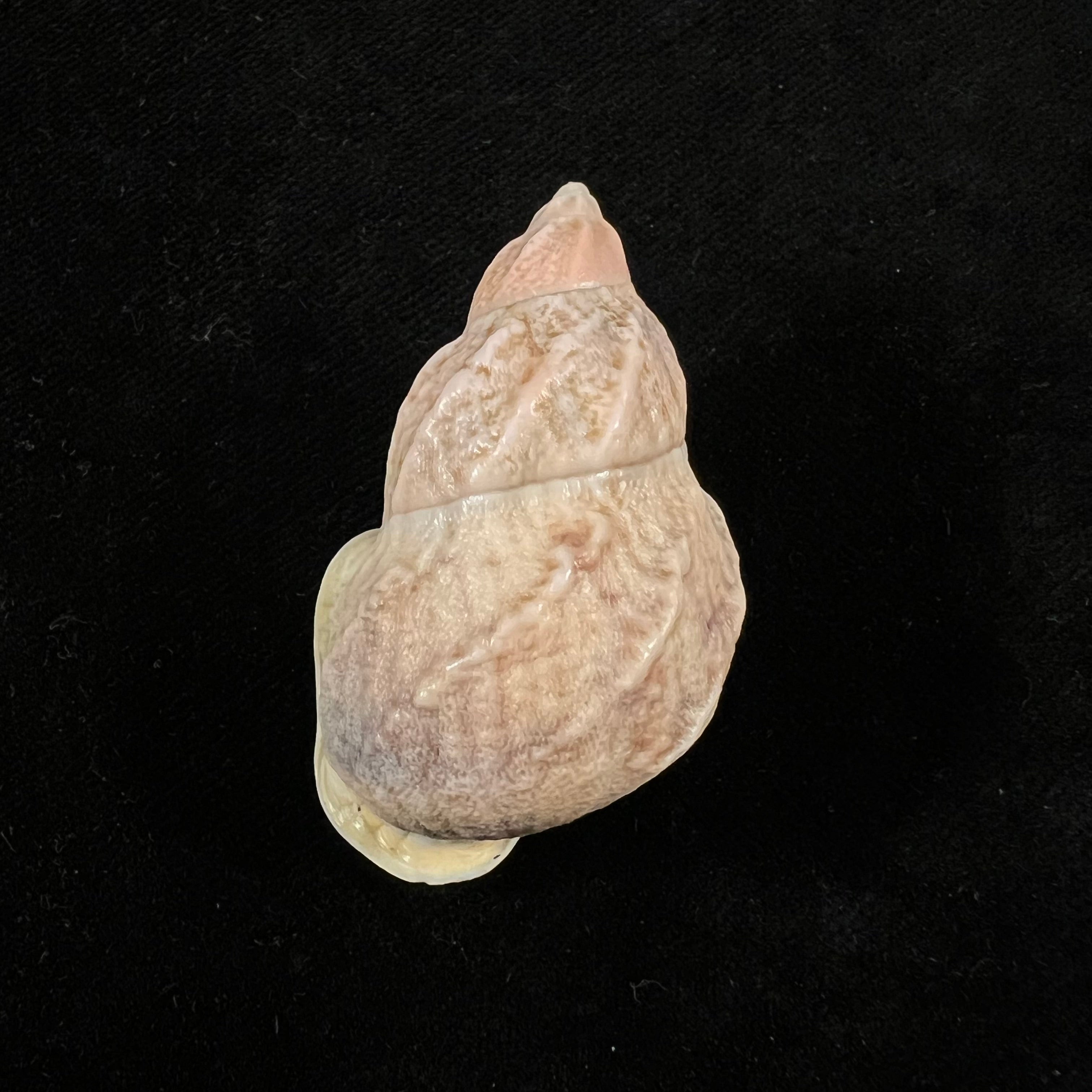 Auris melanostoma (Moricand, 1836) - 45,9mm