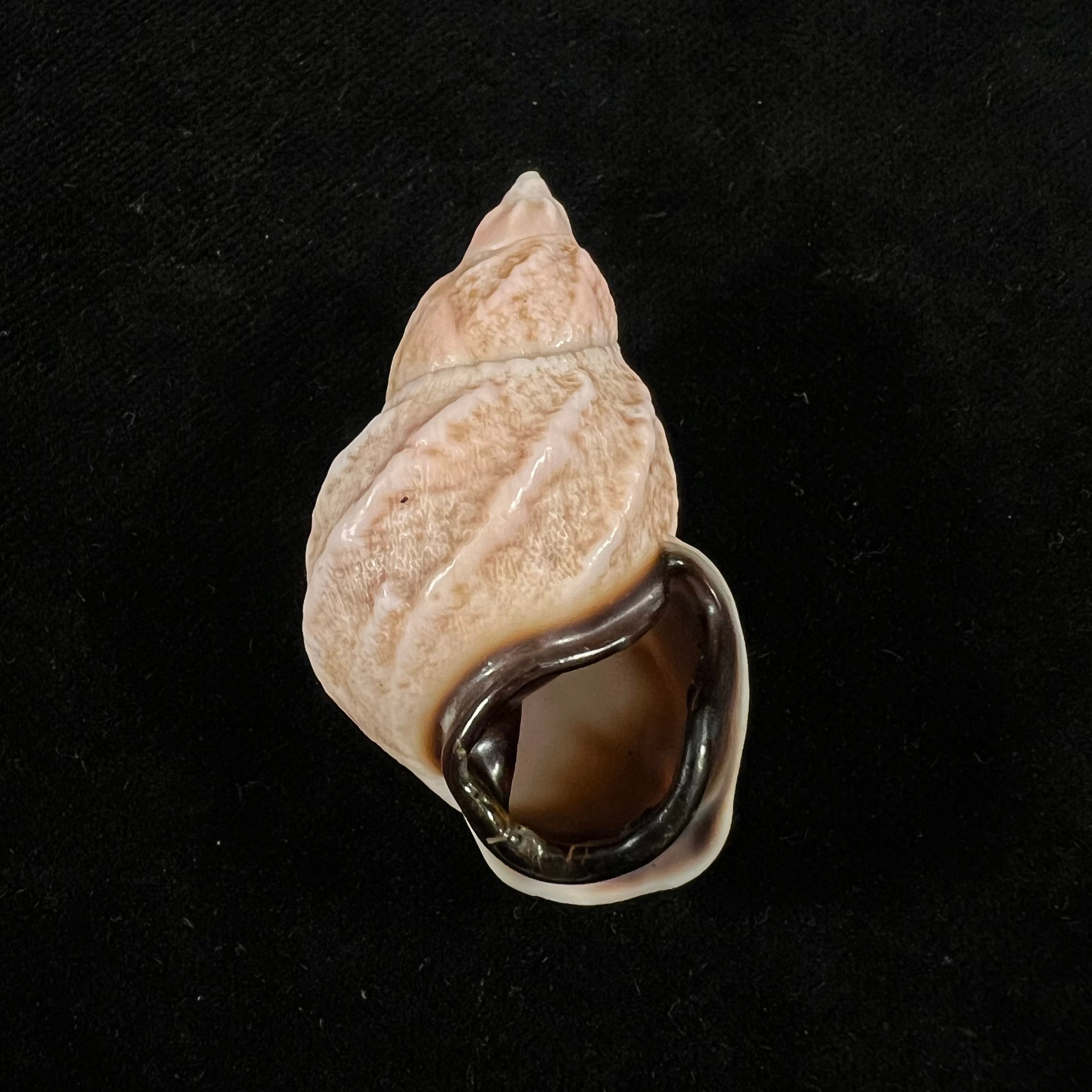 Auris melanostoma (Moricand, 1836) - 45,9mm