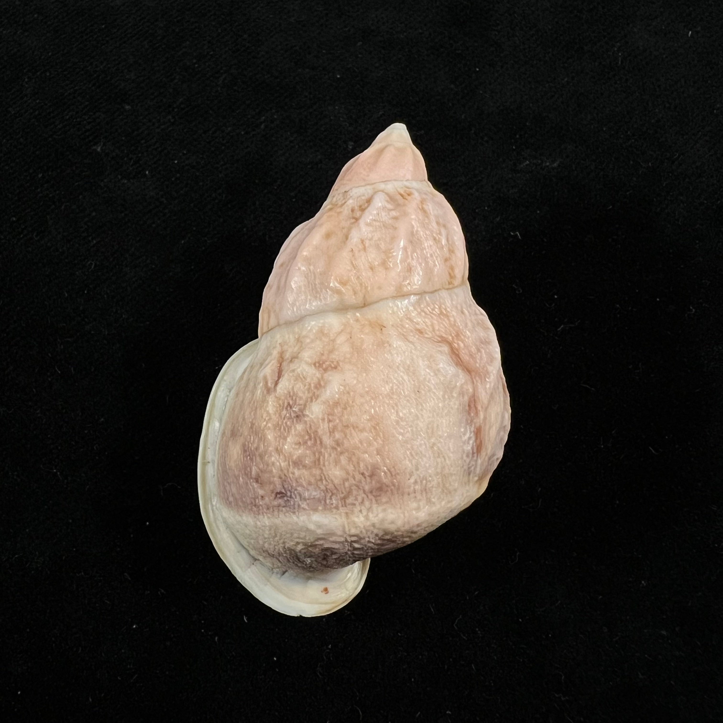 Auris melanostoma (Moricand, 1836) - 48,5mm