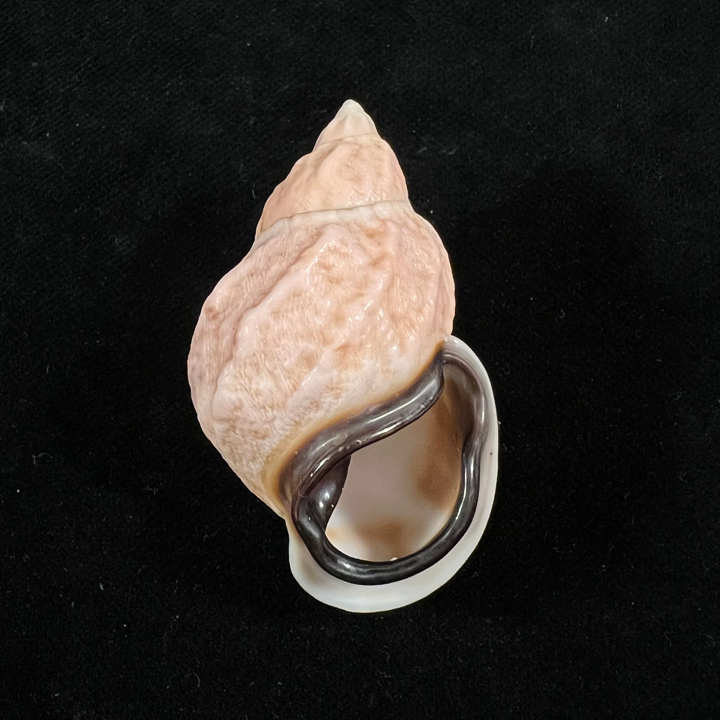 Auris melanostoma (Moricand, 1836) - 48,5mm