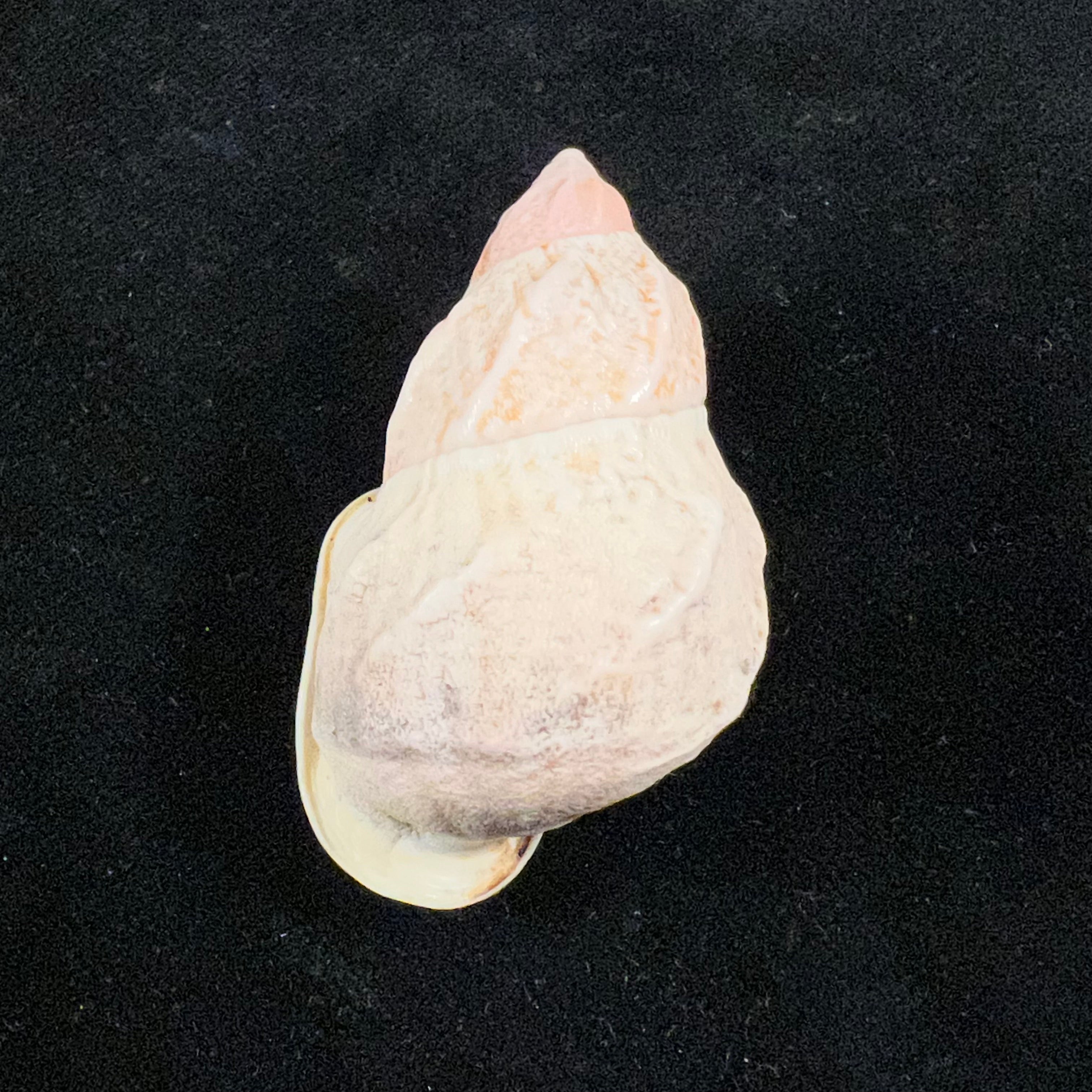 Auris melanostoma (Moricand, 1836) - 47,4mm