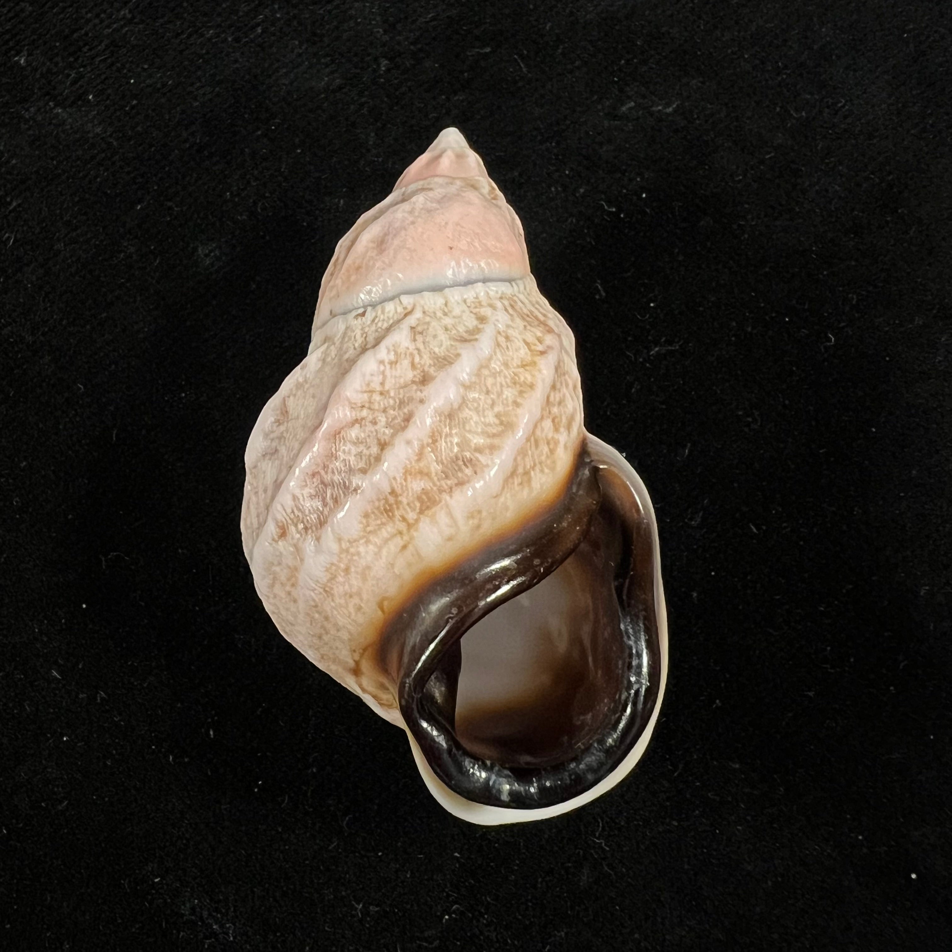 Auris melanostoma (Moricand, 1836) - 47,4mm