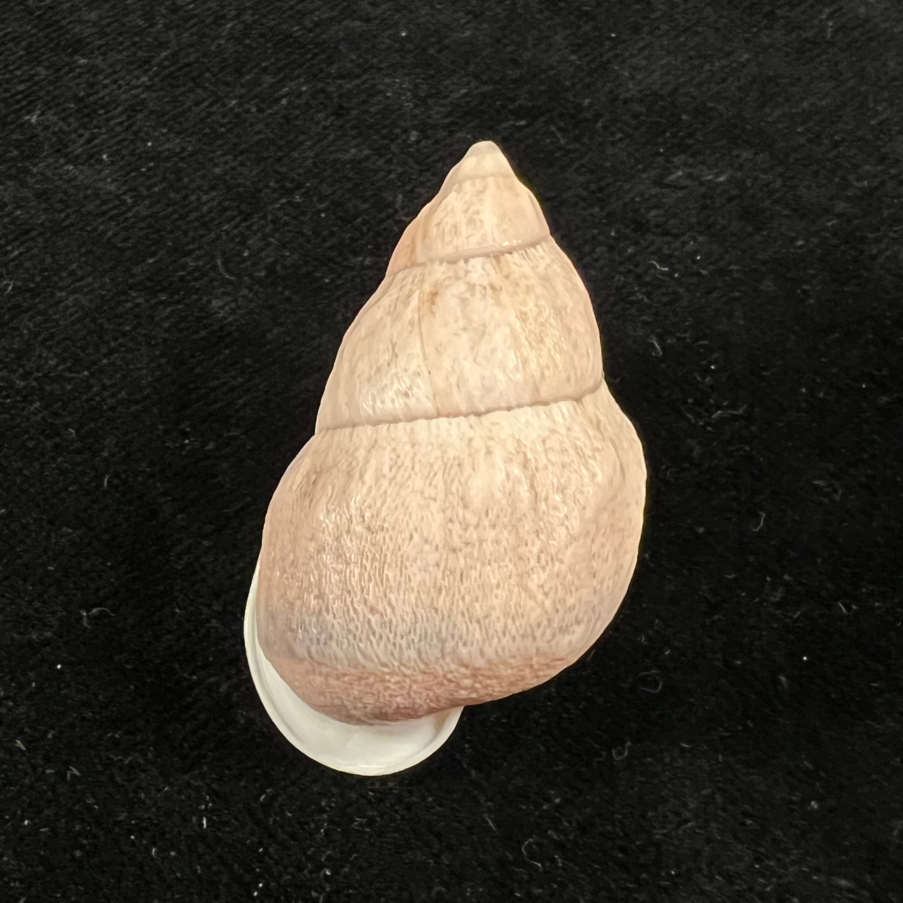 Auris egregia (Jay, 1836) - 40,5mm