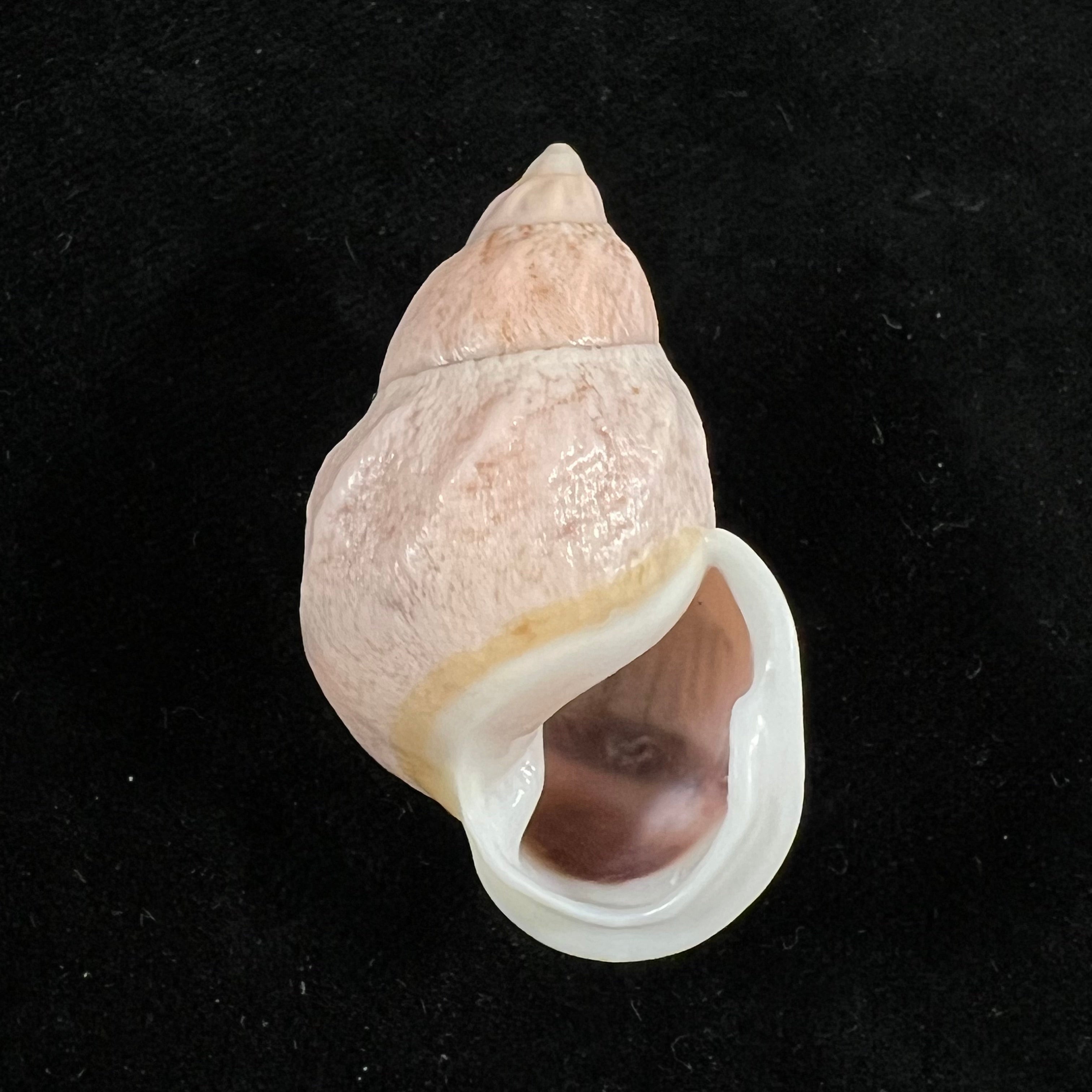 Auris egregia (Jay, 1836) - 40,5mm