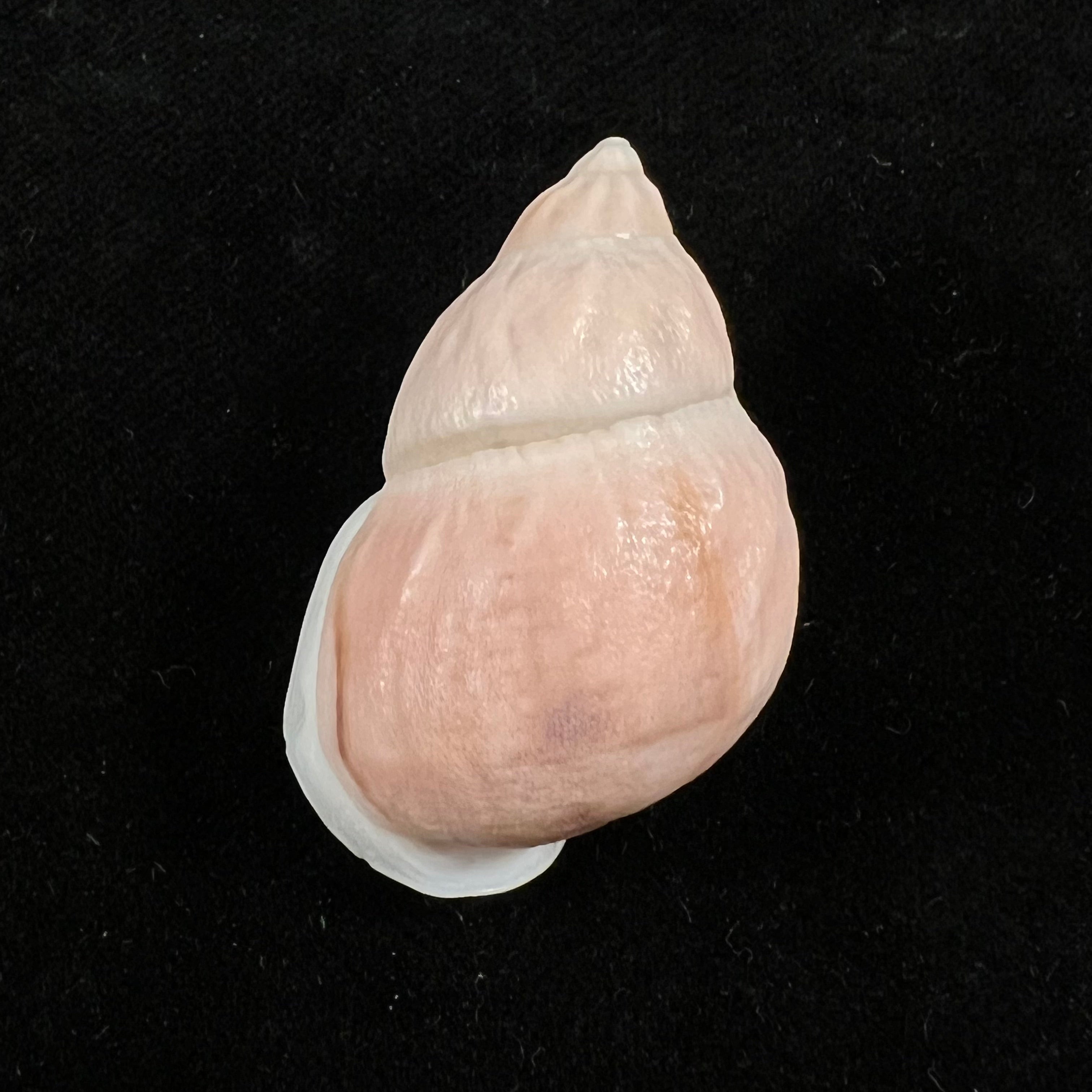 Auris egregia (Jay, 1836) - 37,6mm
