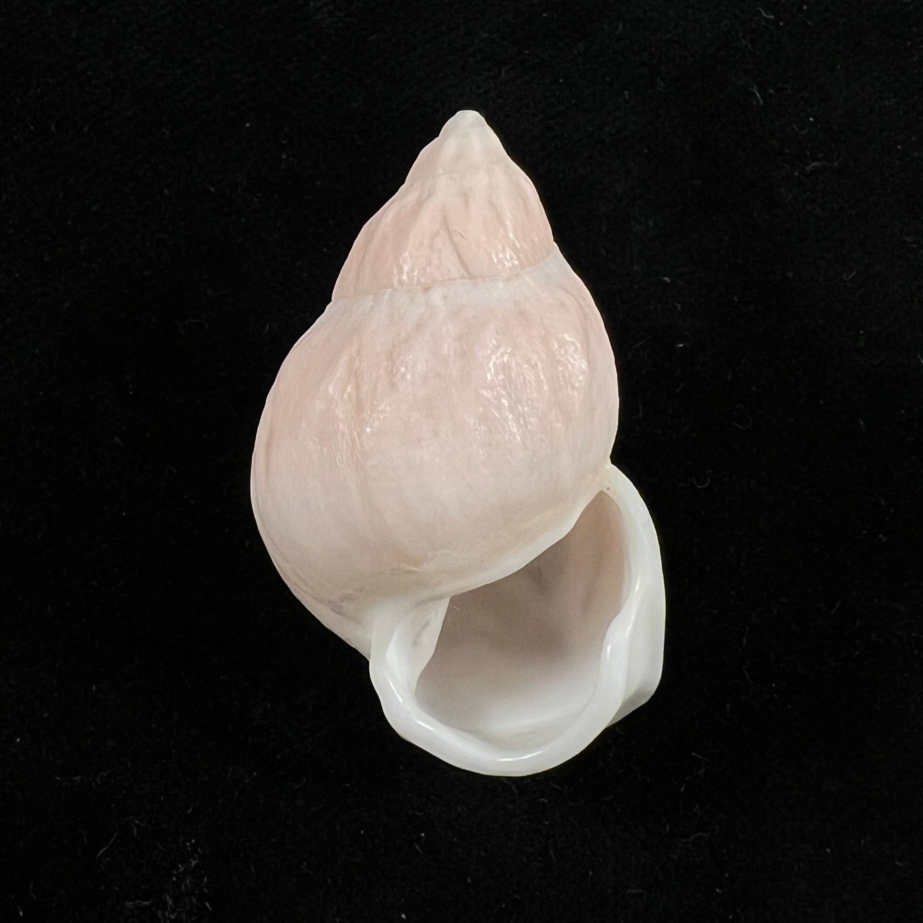 Auris egregia (Jay, 1836) - 37,6mm
