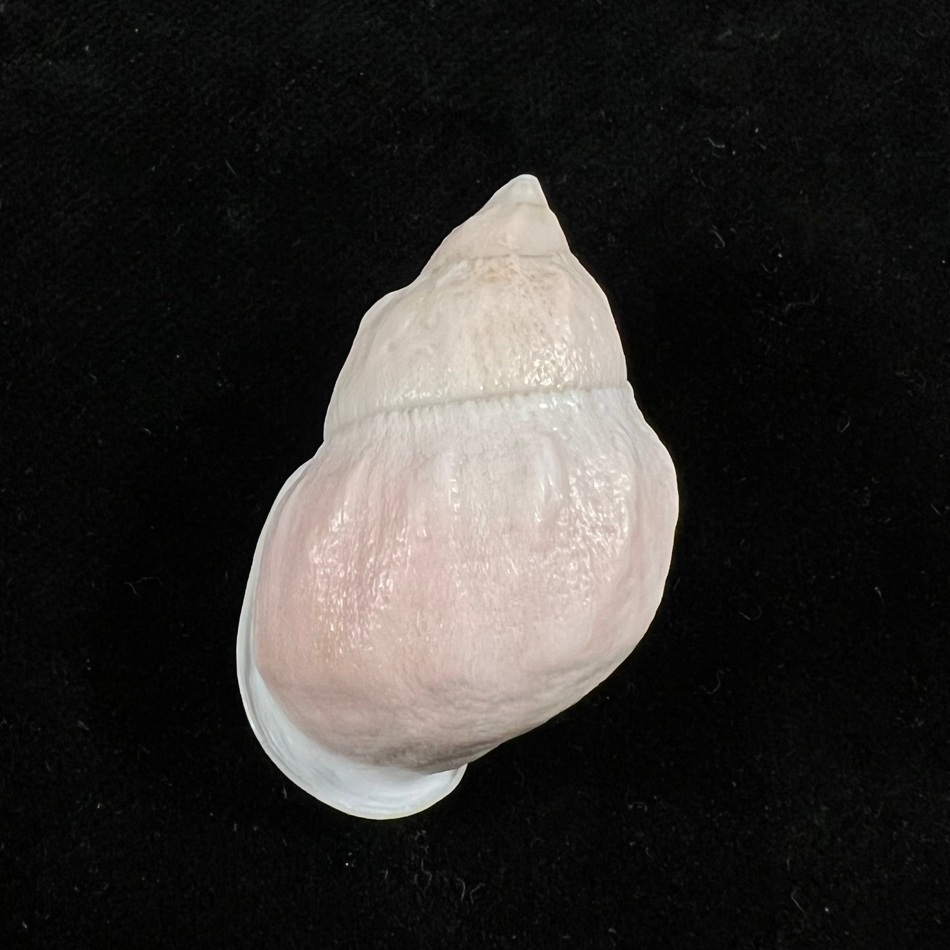 Auris egregia (Jay, 1836) - 38,4mm