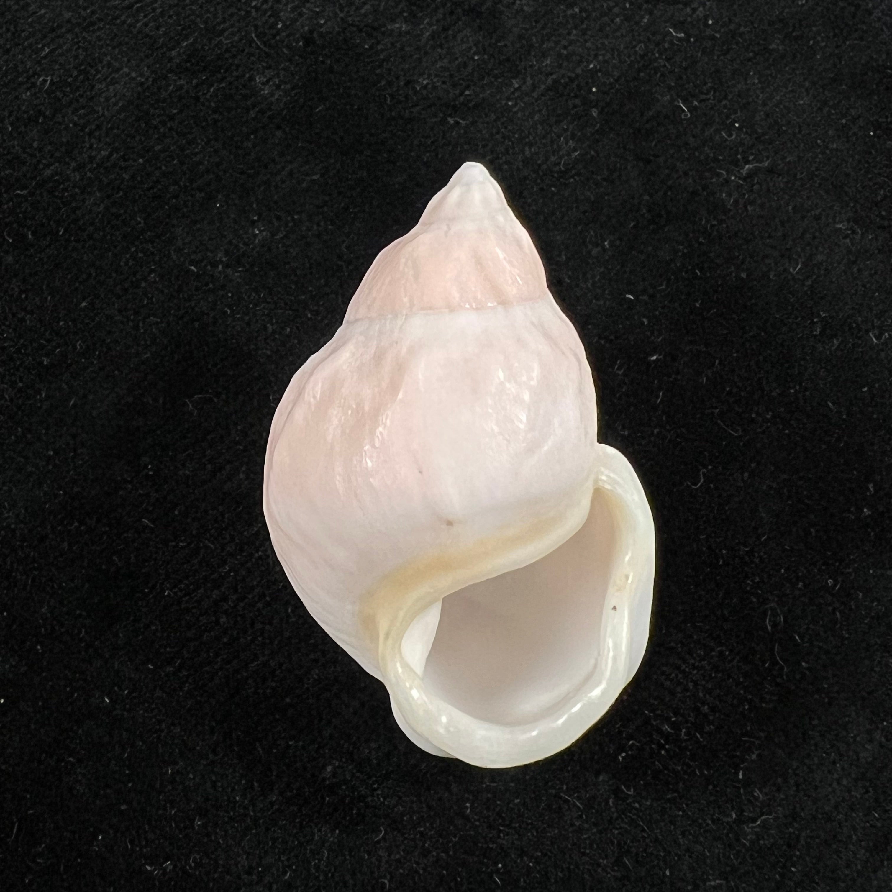 Auris egregia (Jay, 1836) - 36,1mm