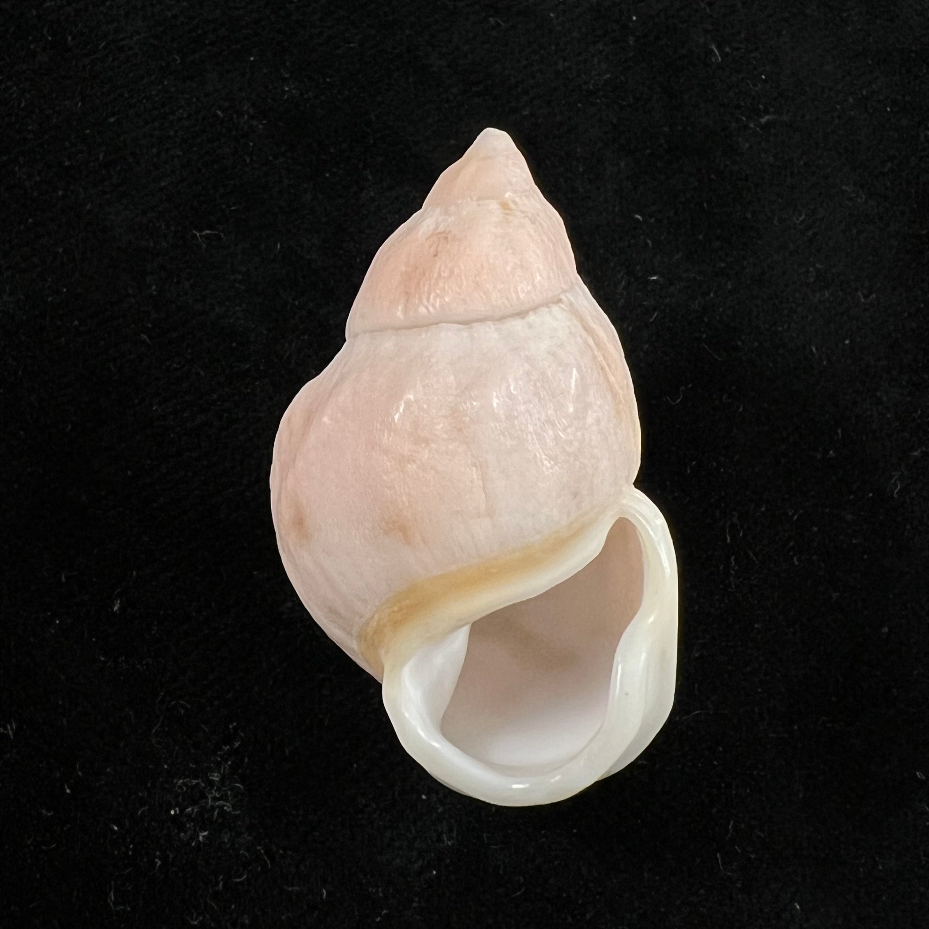 Auris egregia (Jay, 1836) - 39,2mm
