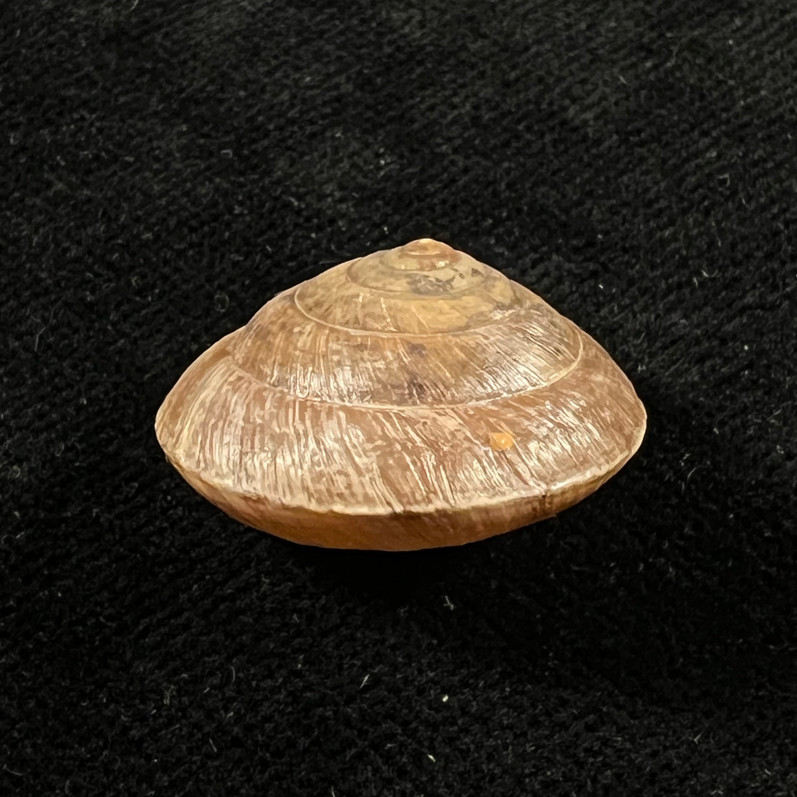 Trochonanina mozambicensis (L. Pfeiffer, 1855) - 23mm