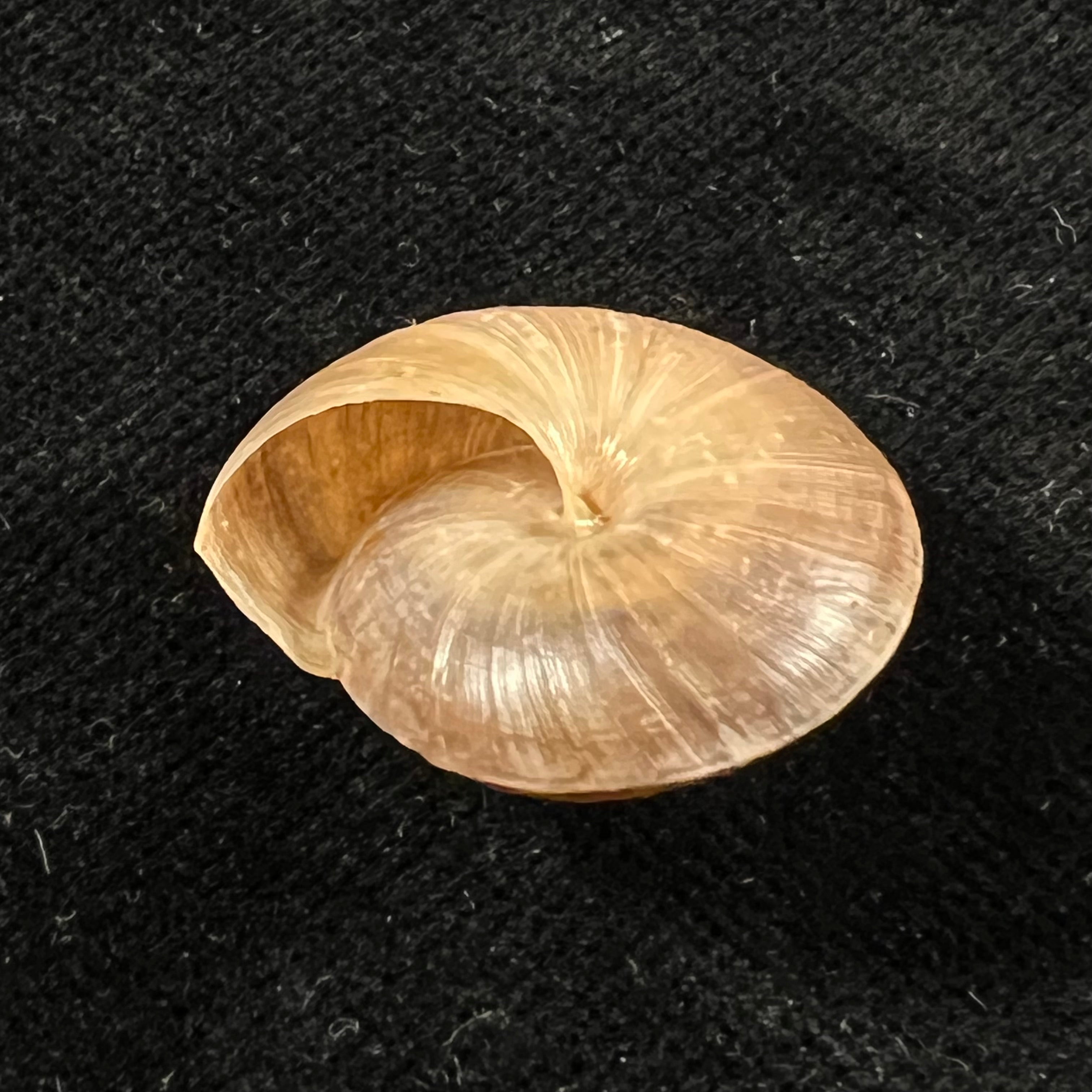 Trochonanina mozambicensis (L. Pfeiffer, 1855) - 23mm
