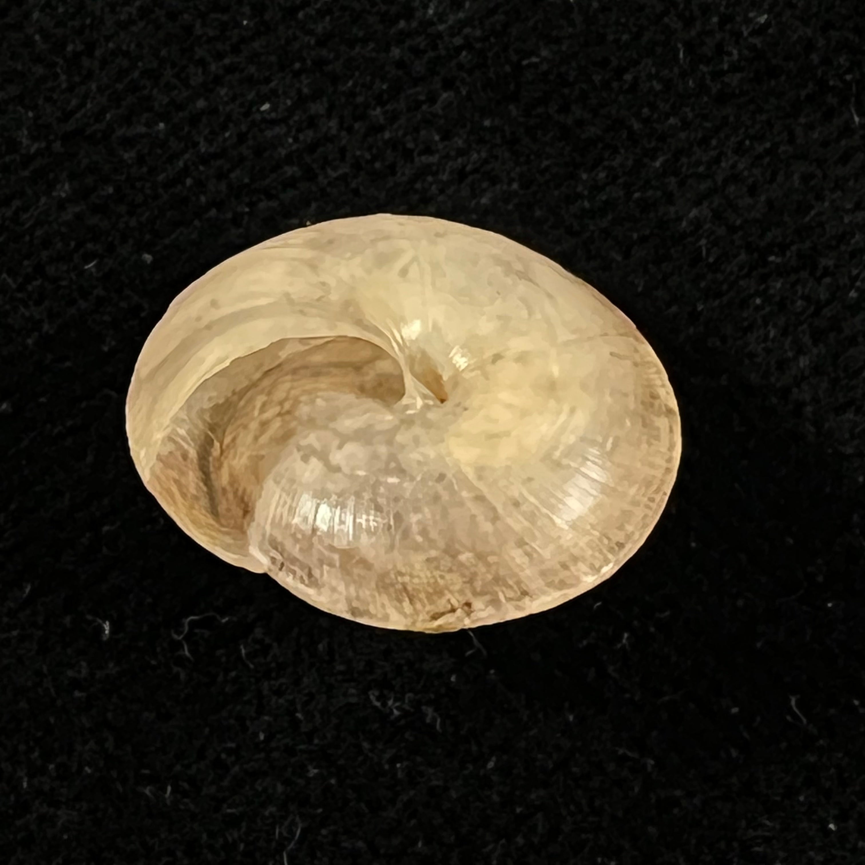 Trochonanina mozambicensis (L. Pfeiffer, 1855) - 18,5mm