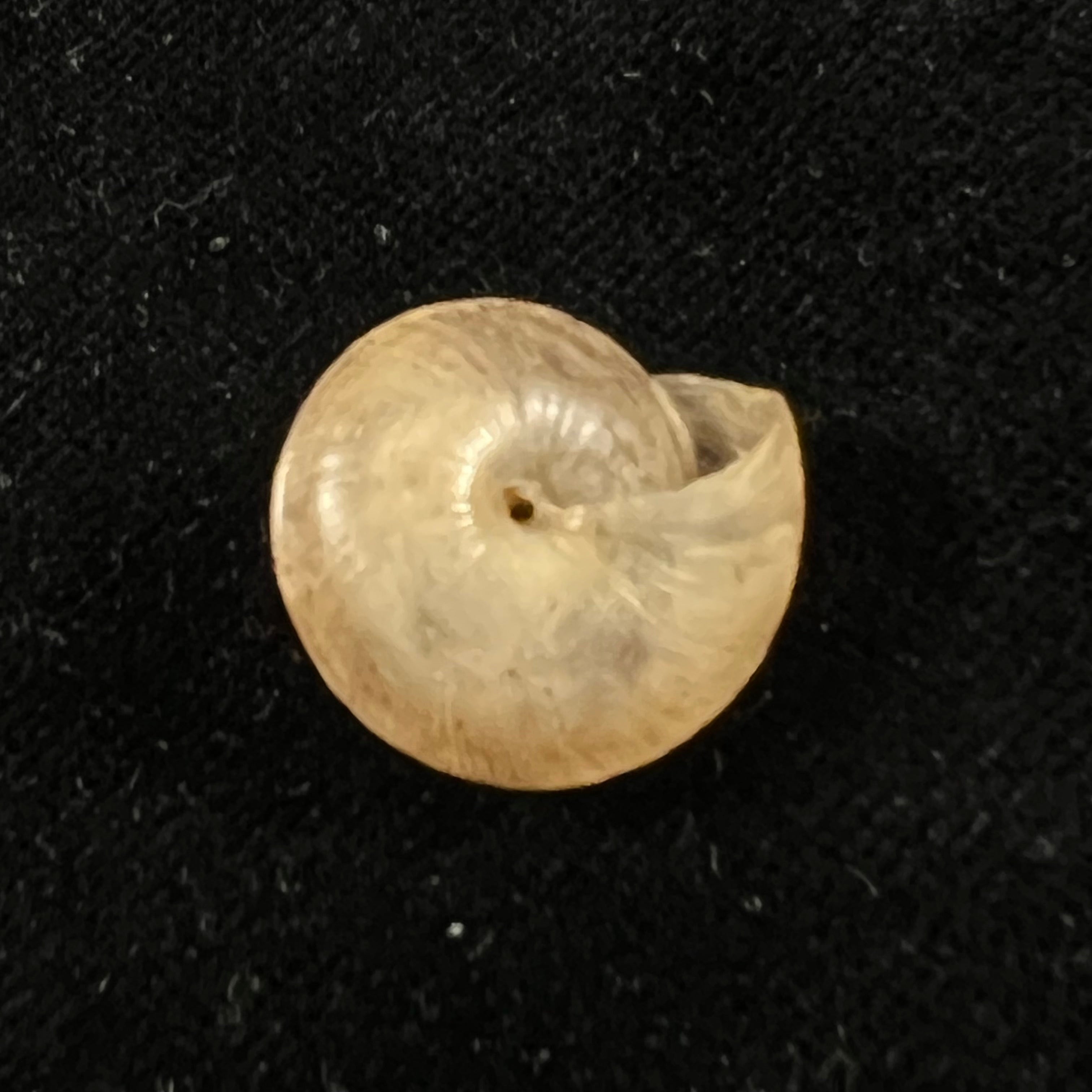 Trochonanina mozambicensis (L. Pfeiffer, 1855) - 18,5mm