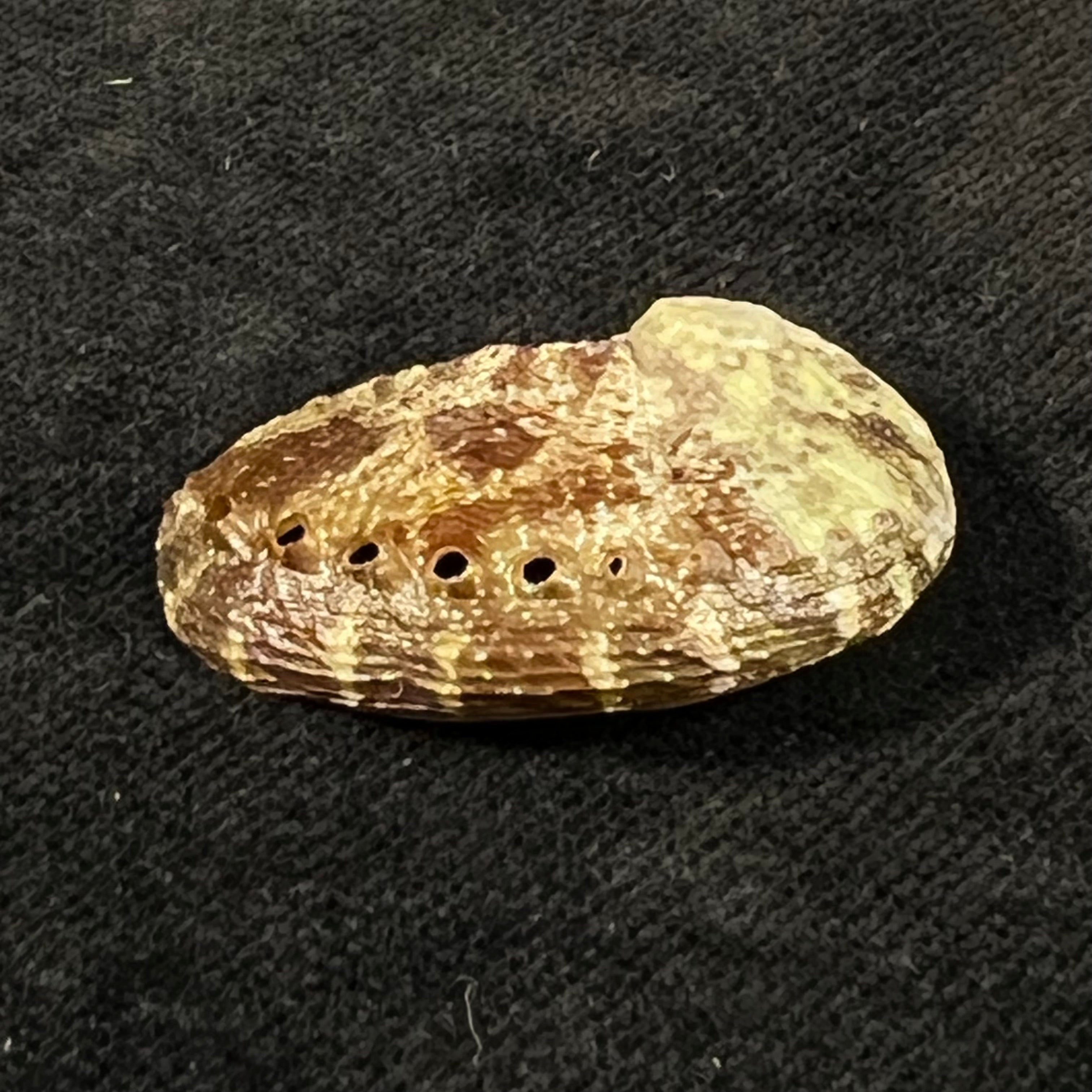 Haliotis pustulata cruenta Reeve, 1846 - 31,2mm