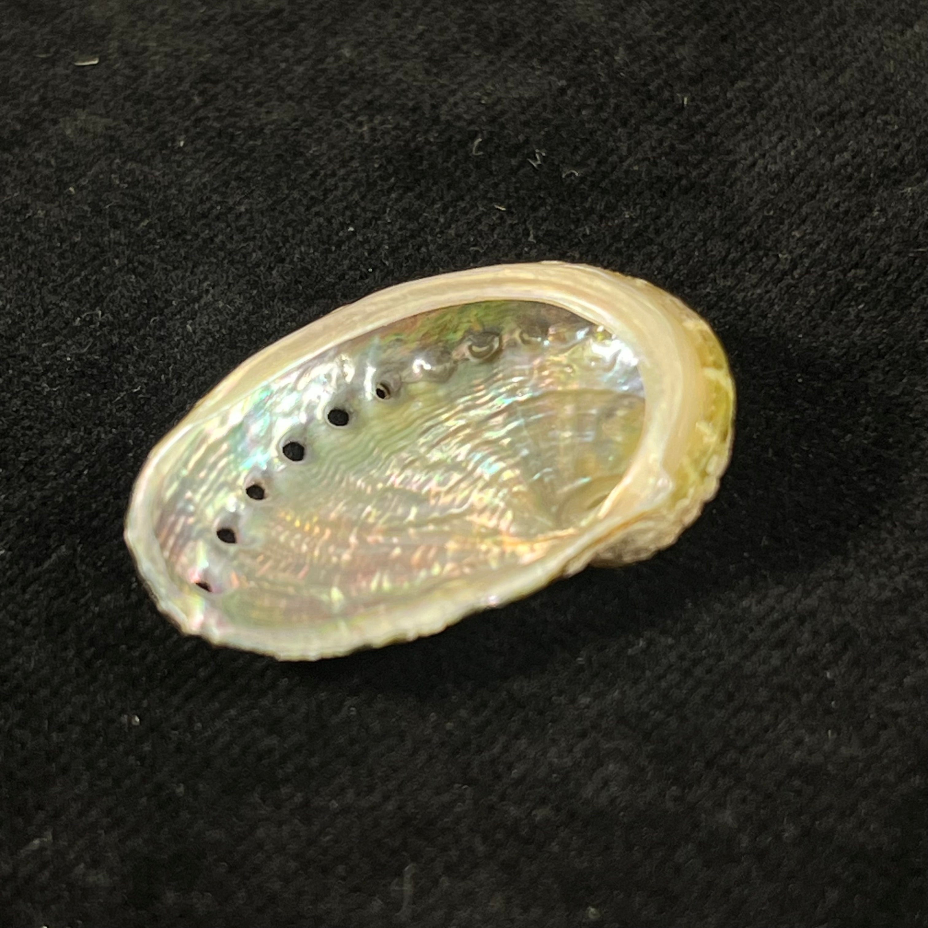 Haliotis pustulata cruenta Reeve, 1846 - 31,2mm