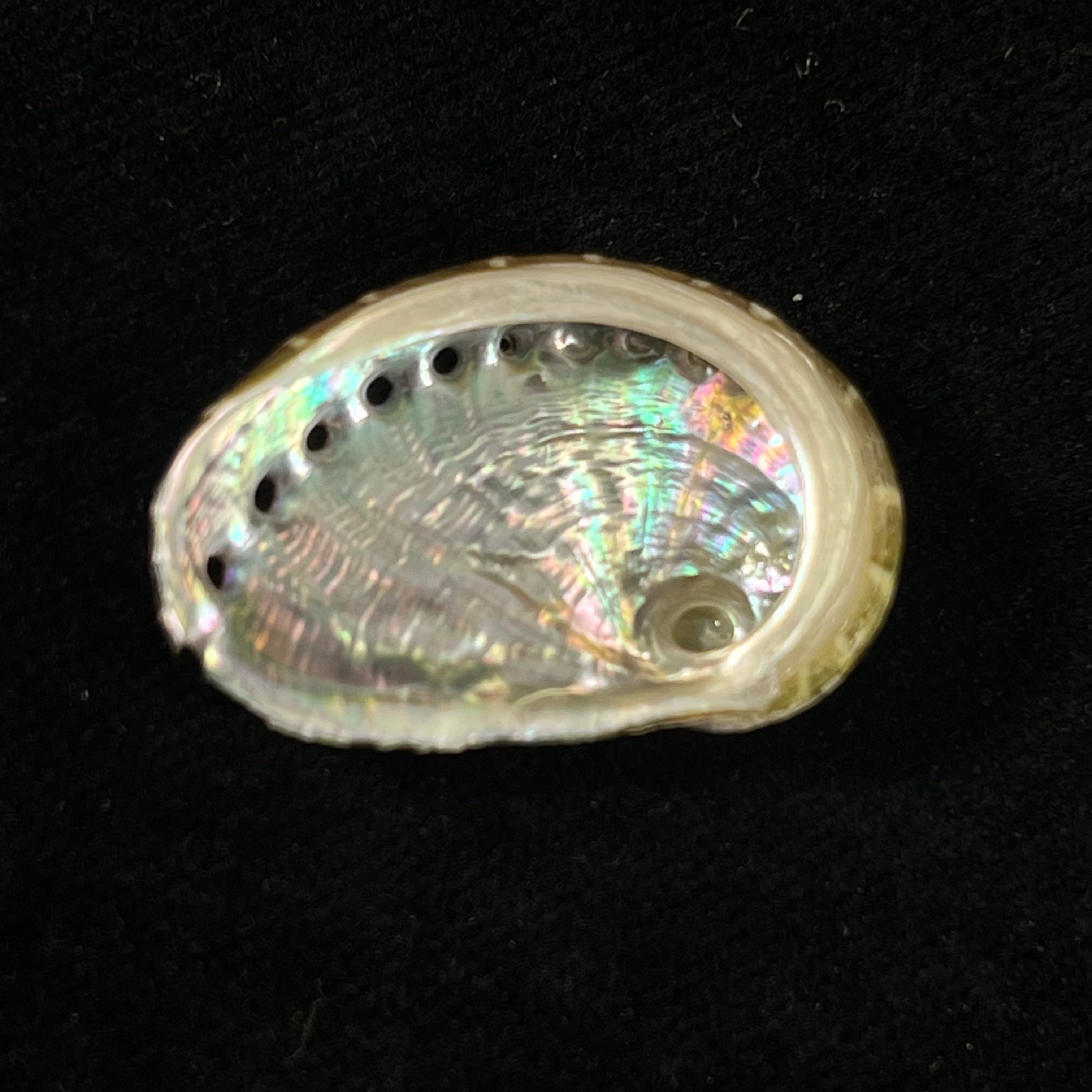 Haliotis pustulata cruenta Reeve, 1846 - 31,2mm
