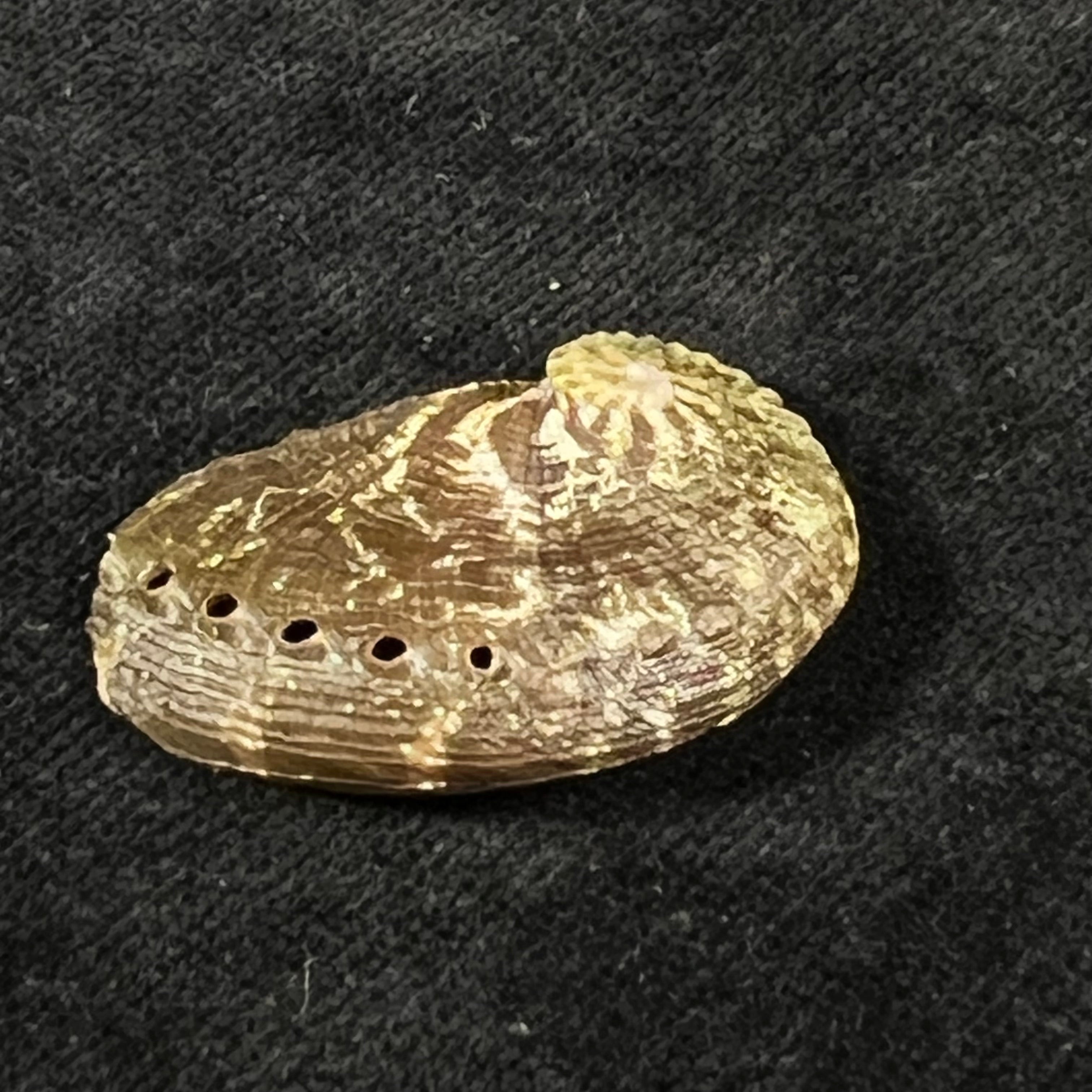 Haliotis pustulata cruenta Reeve, 1846 - 33,6mm