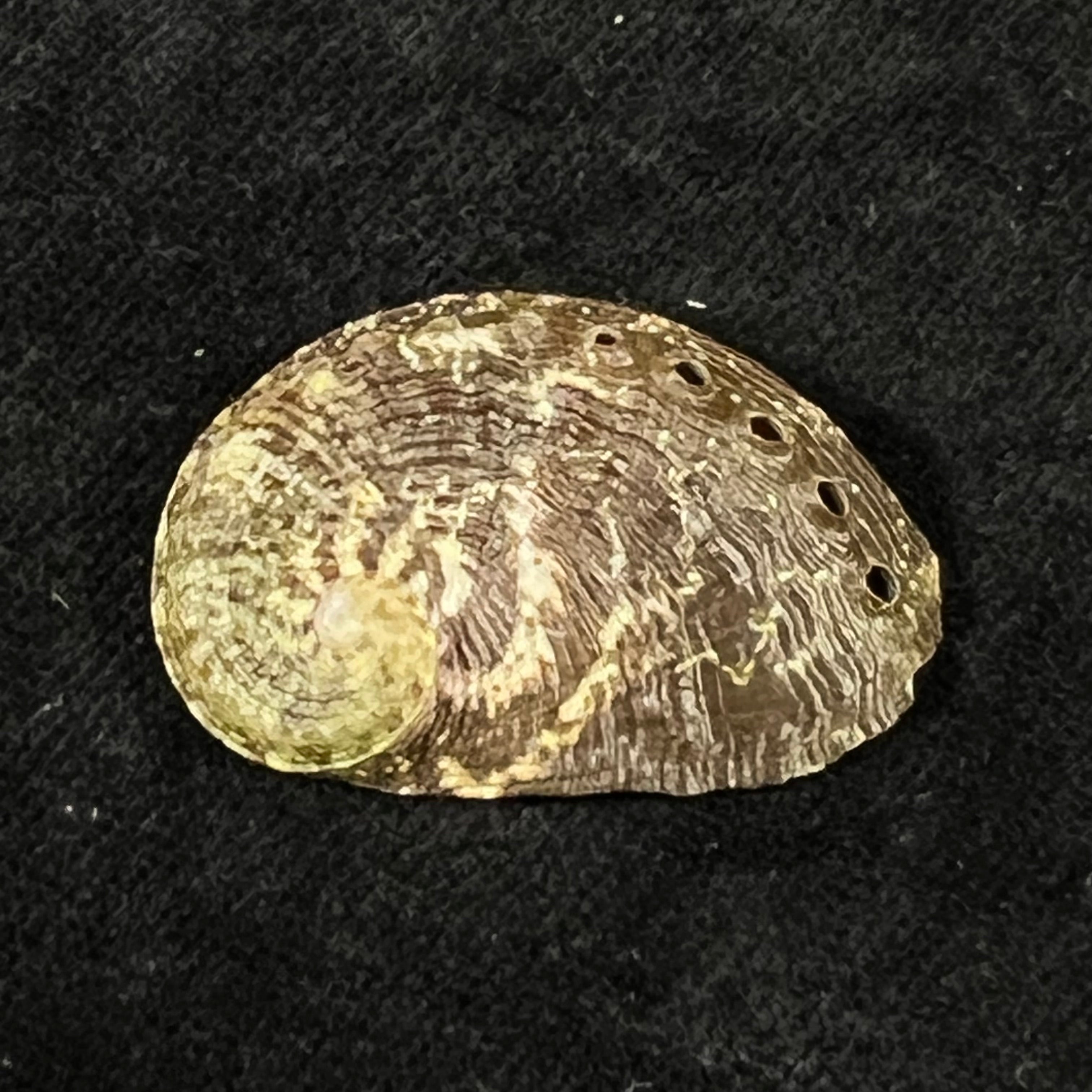 Haliotis pustulata cruenta Reeve, 1846 - 33,6mm