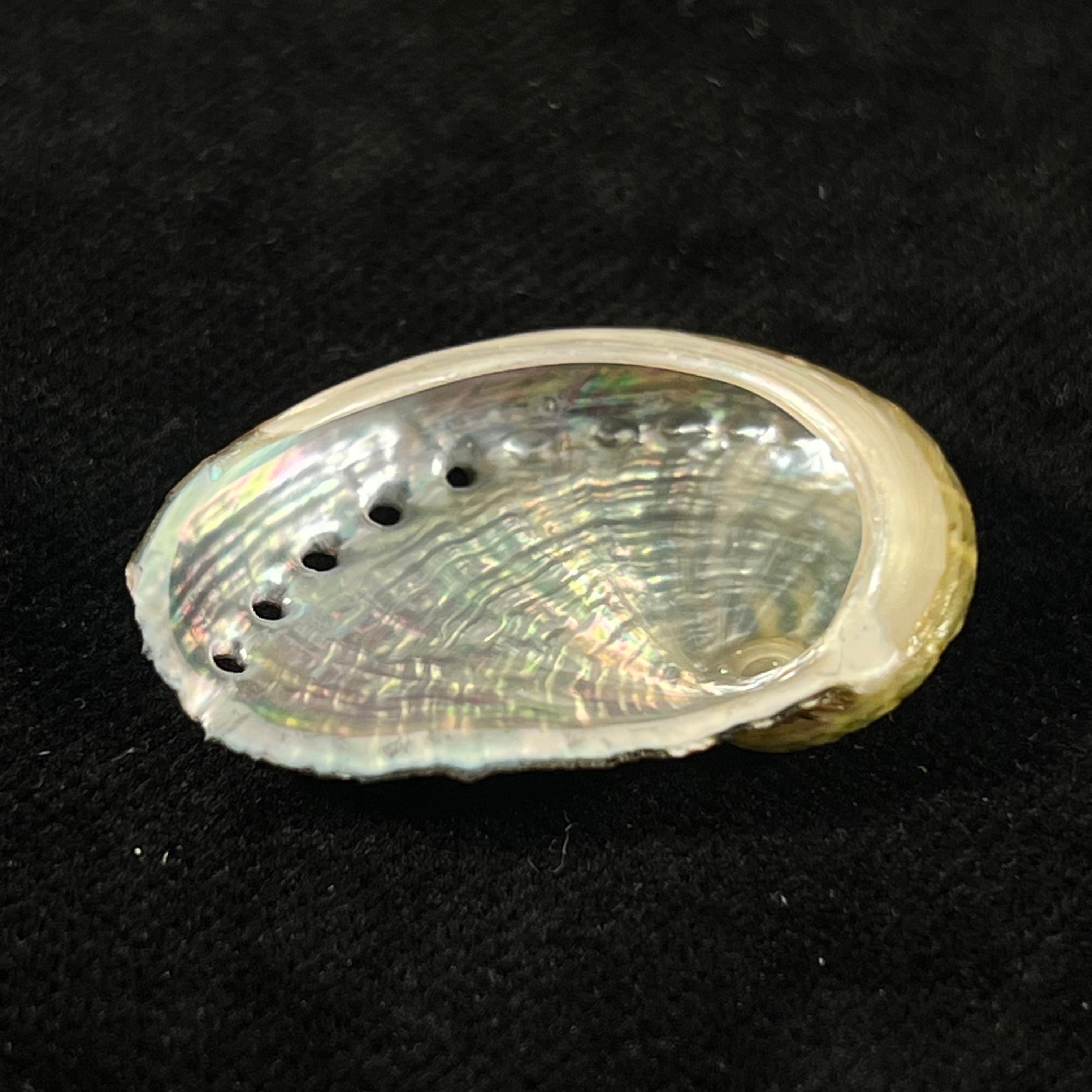 Haliotis pustulata cruenta Reeve, 1846 - 33,6mm