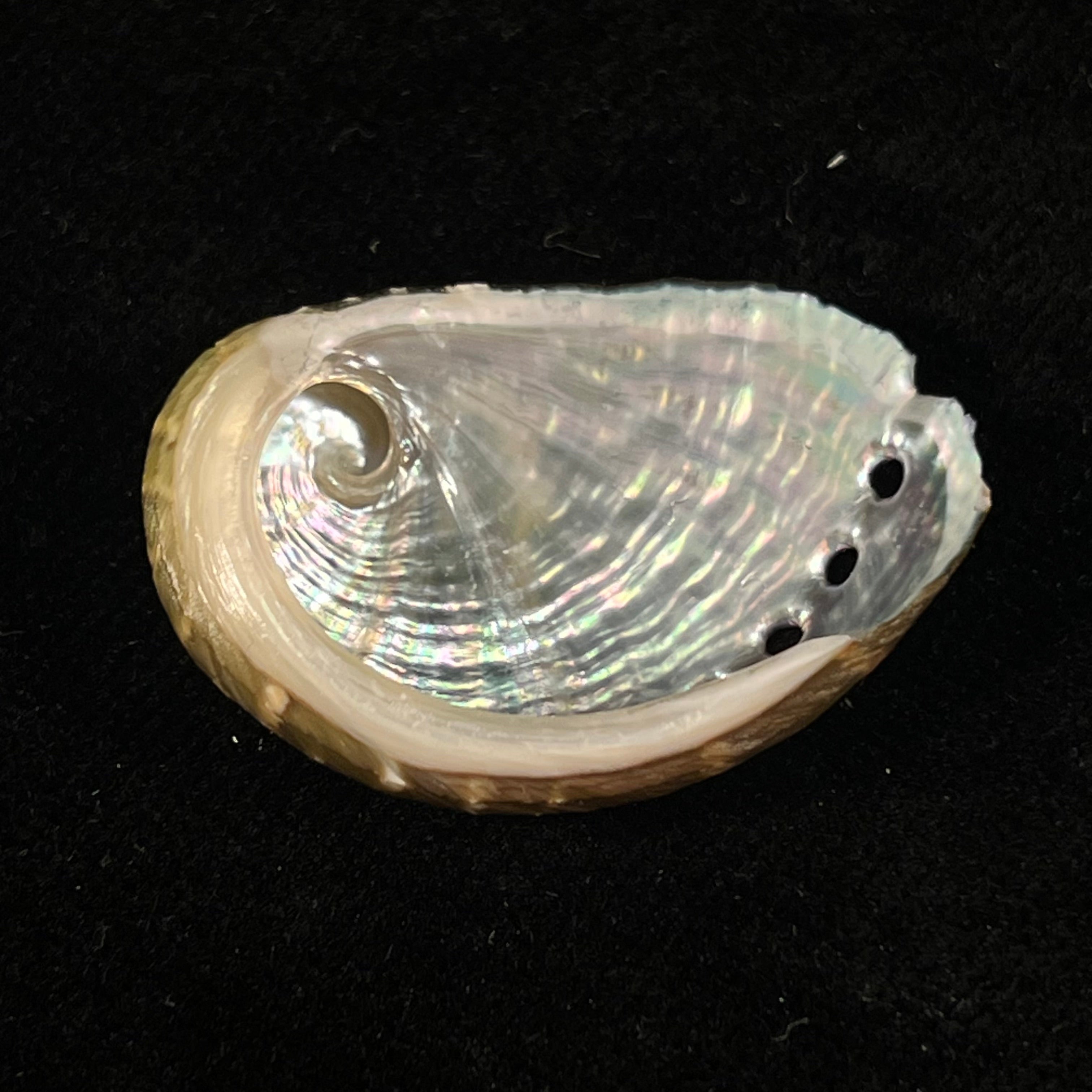 Haliotis pustulata cruenta Reeve, 1846 - 33,6mm