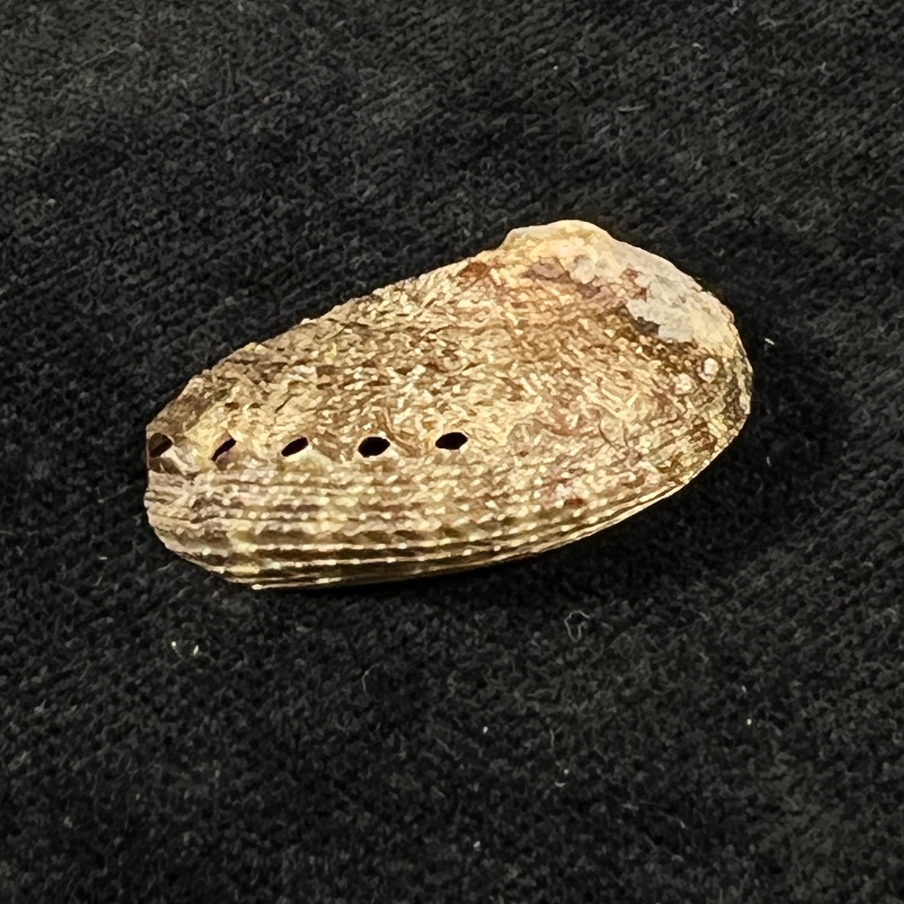Haliotis pustulata cruenta Reeve, 1846 - 30,4mm
