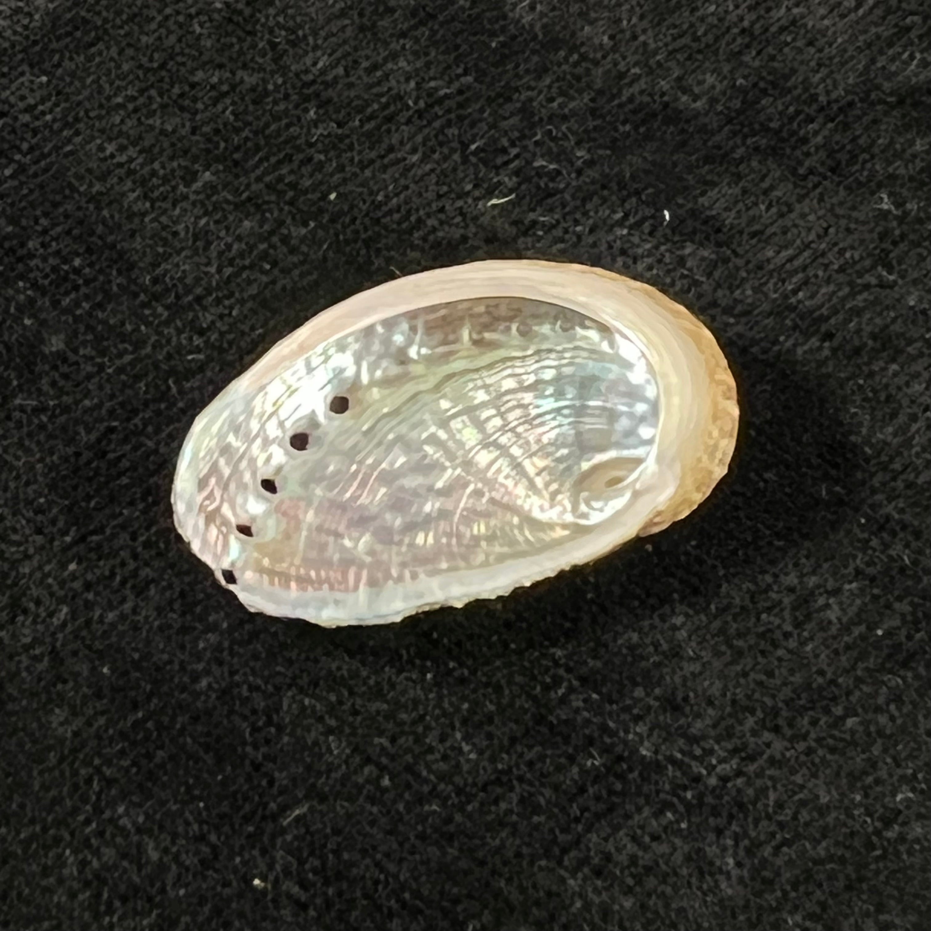 Haliotis pustulata cruenta Reeve, 1846 - 30,4mm