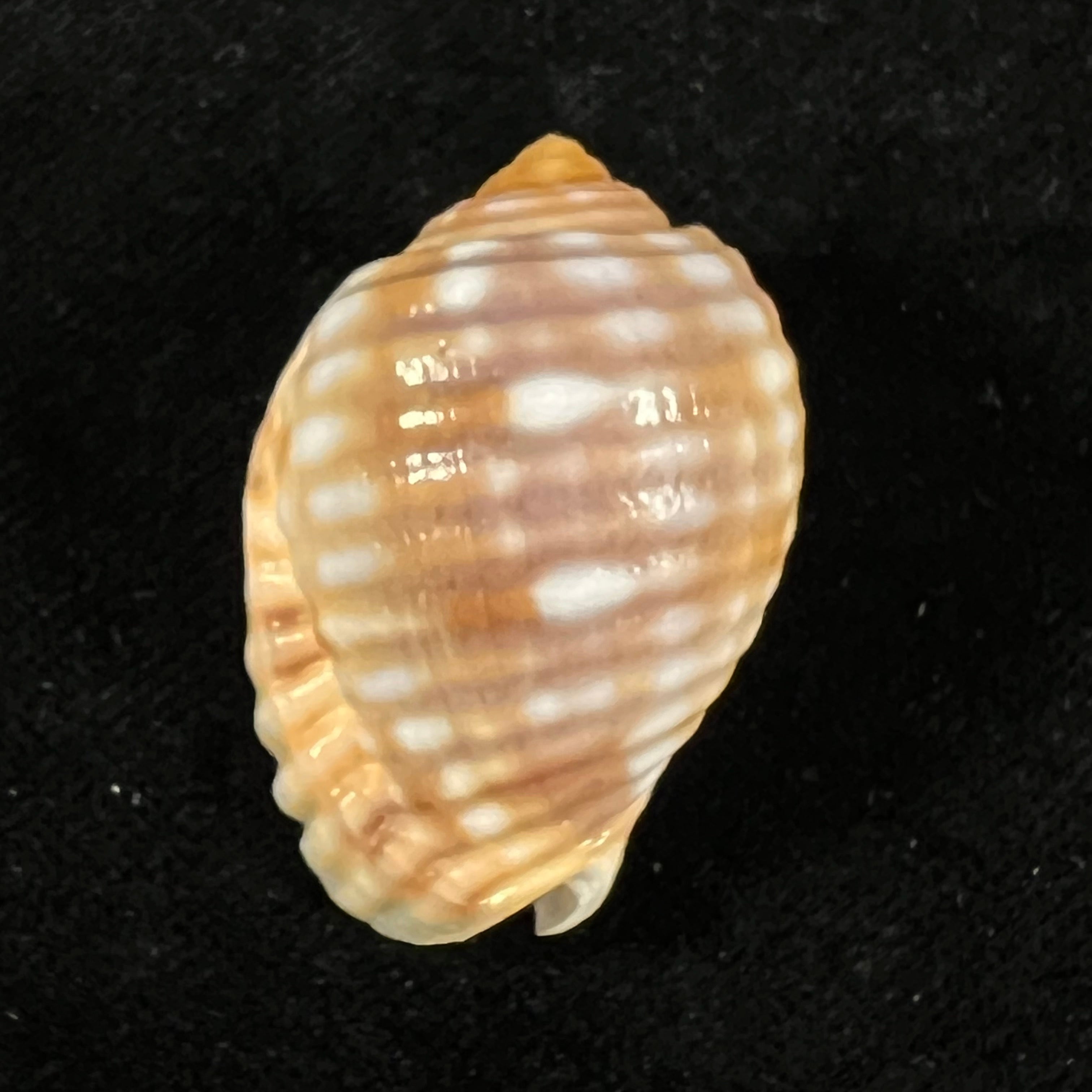 Malea pomum (Linnaeus, 1758) - 36,4mm