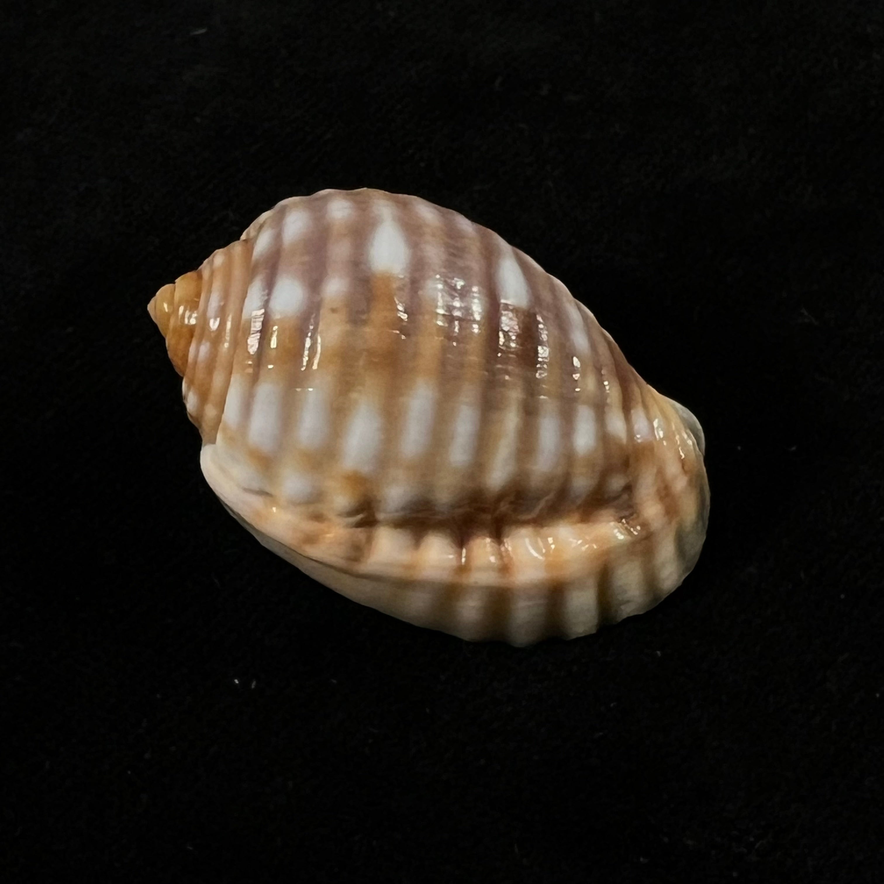 Malea pomum (Linnaeus, 1758) - 36,4mm