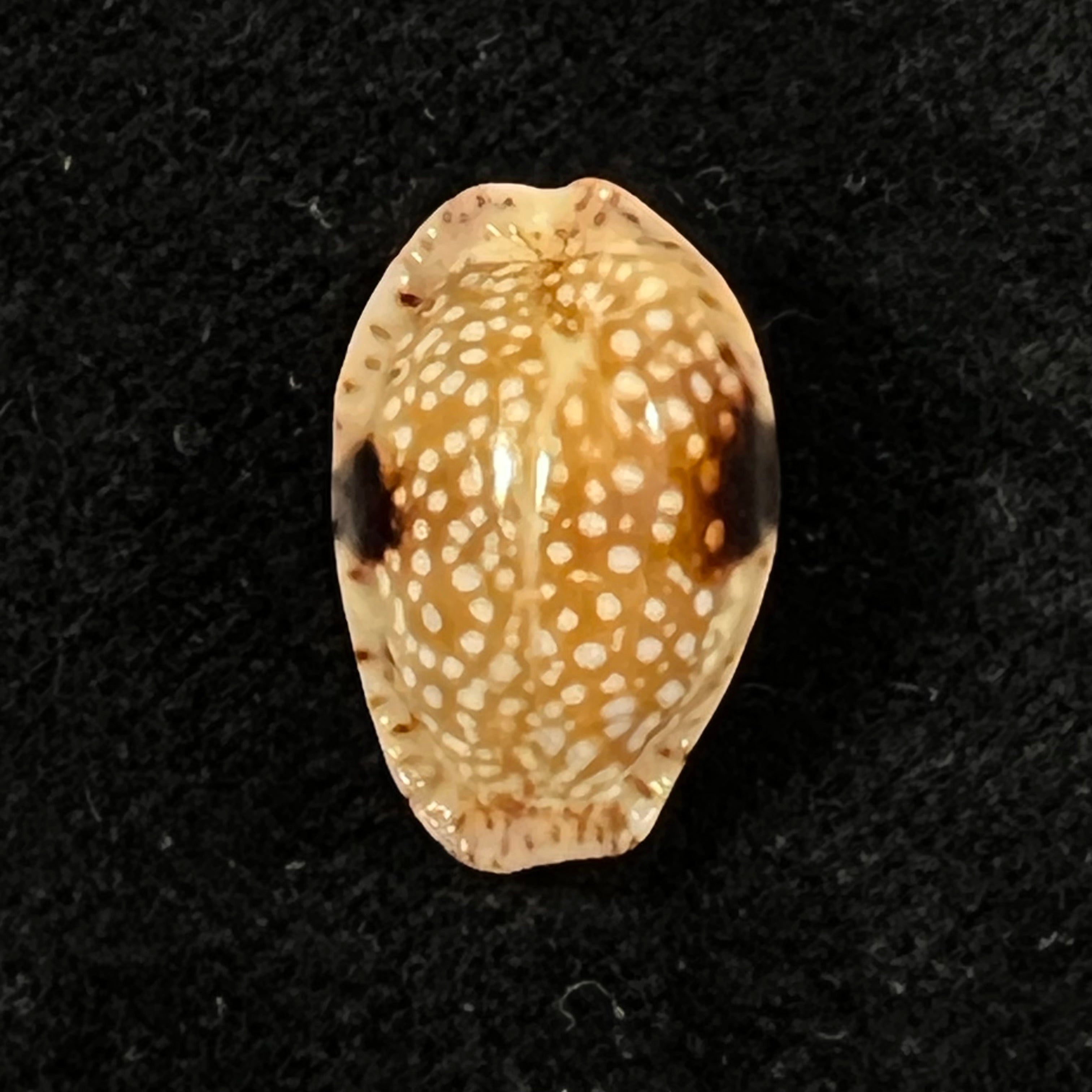 Naria nebrites (Melvill, 1888) - 18,7mm