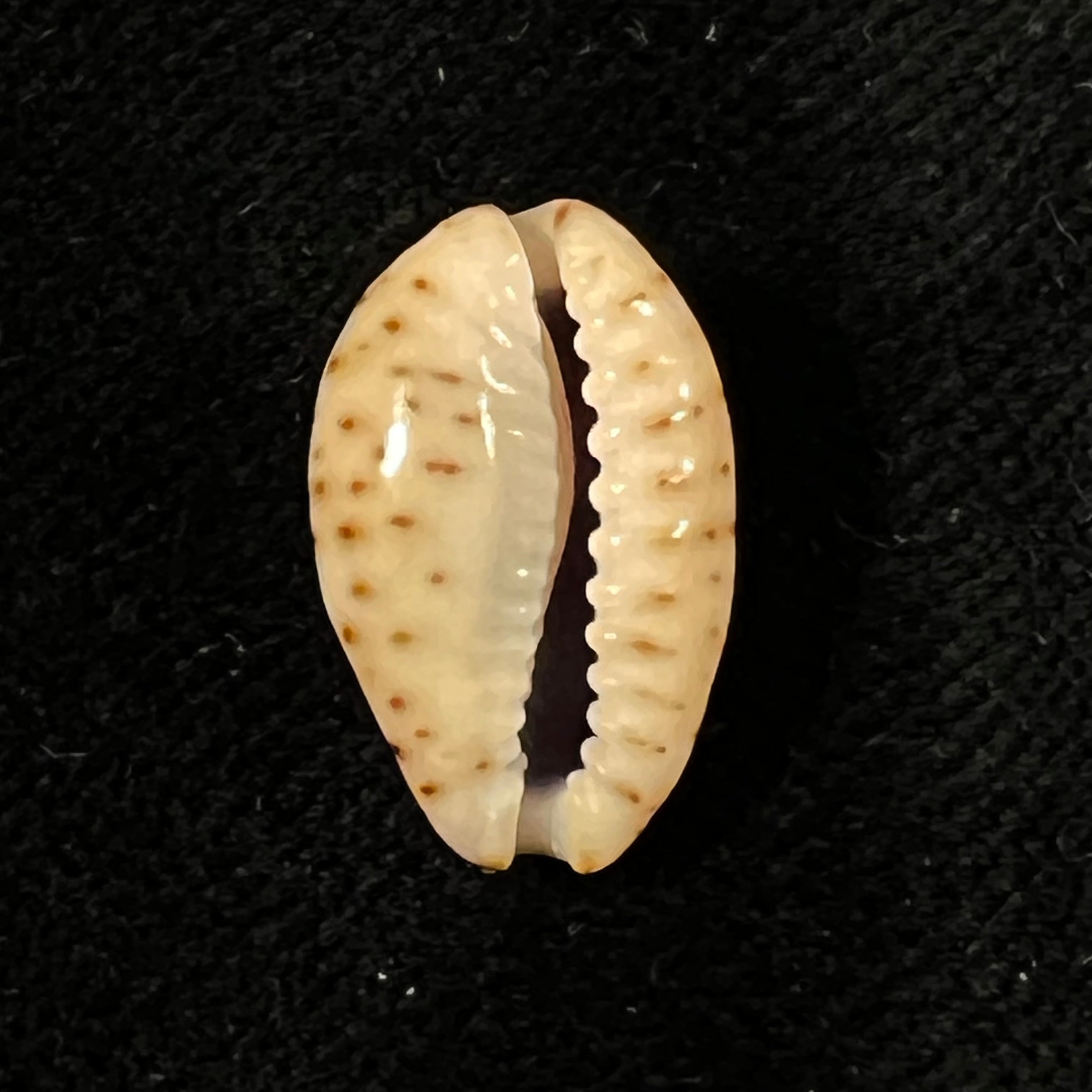 Naria nebrites (Melvill, 1888) - 17,5mm