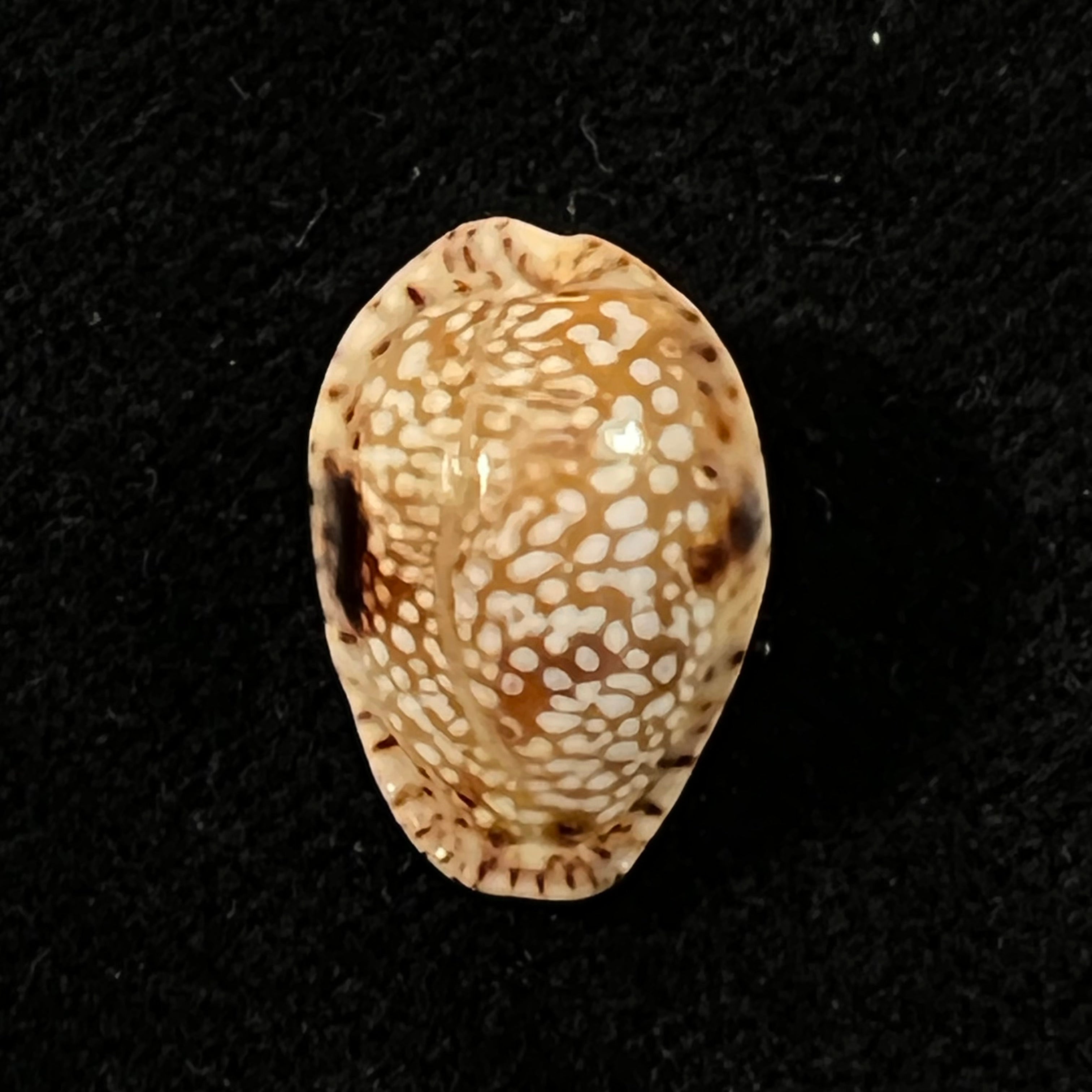Naria nebrites (Melvill, 1888) - 17,3mm