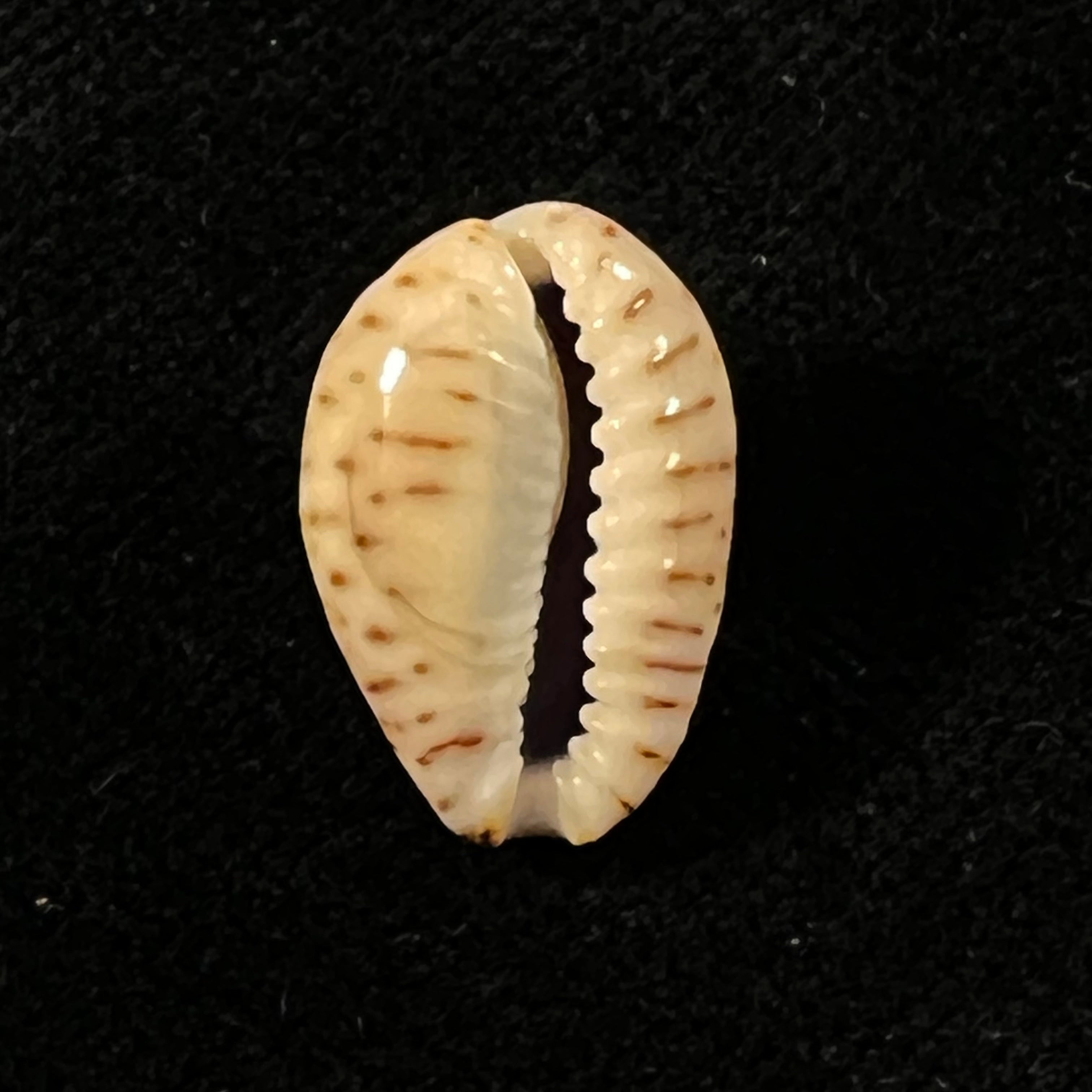 Naria nebrites (Melvill, 1888) - 17,3mm