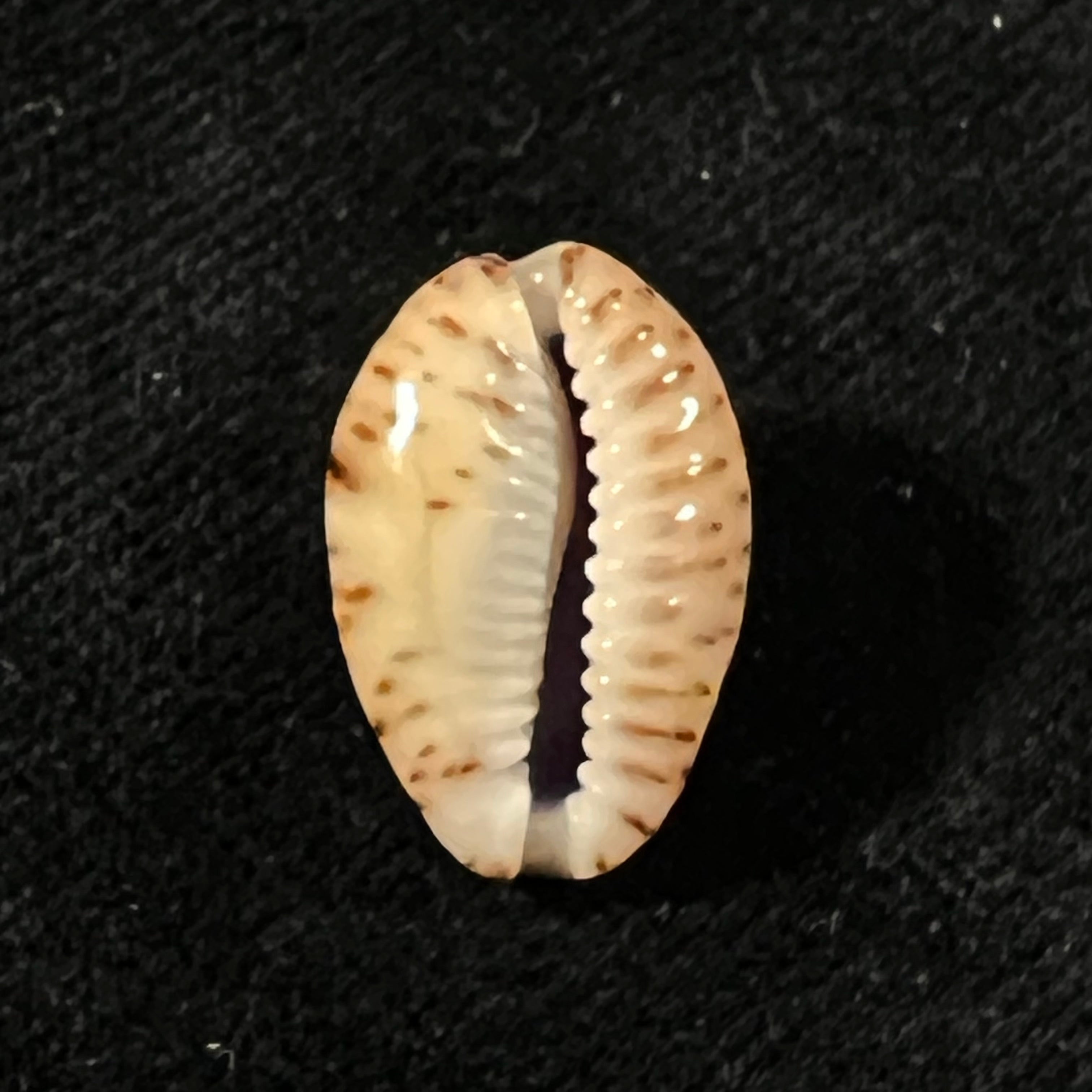 Naria nebrites (Melvill, 1888) - 18,9mm