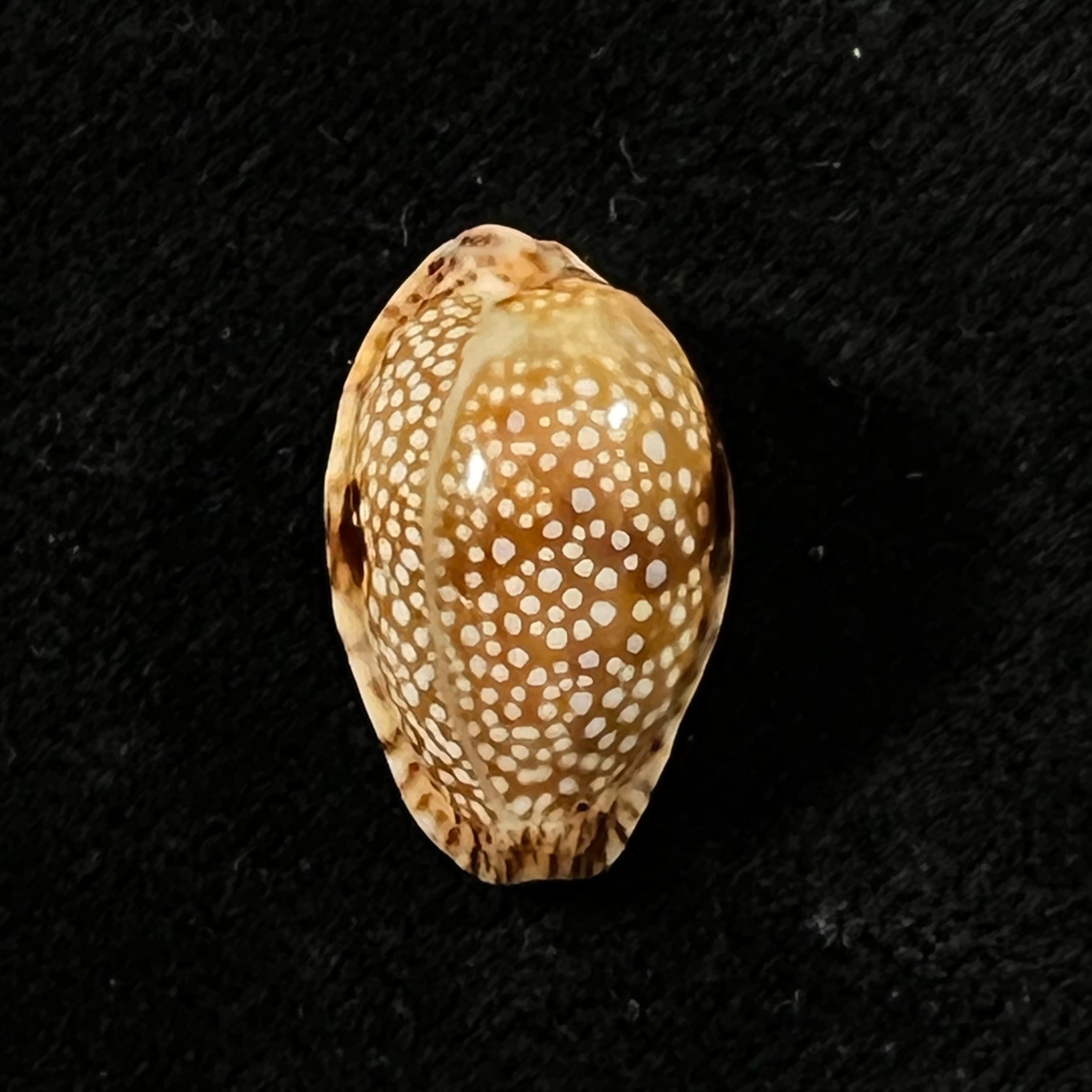 Naria nebrites (Melvill, 1888) - 20,3mm
