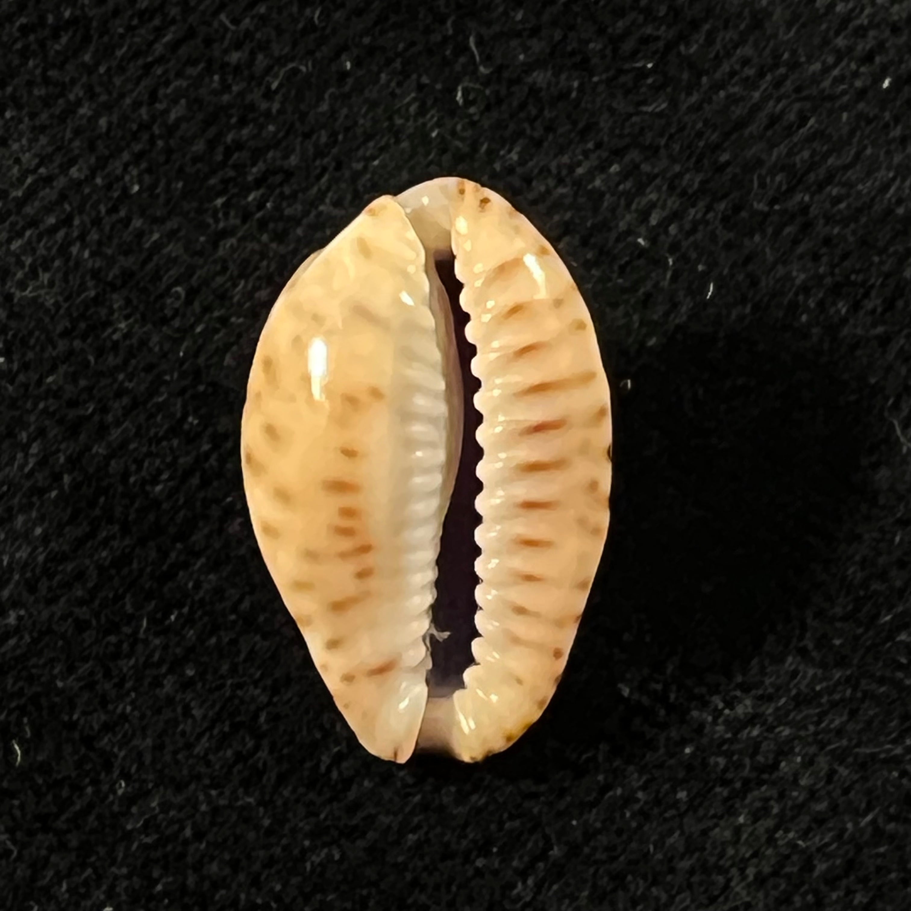 Naria nebrites (Melvill, 1888) - 20,3mm