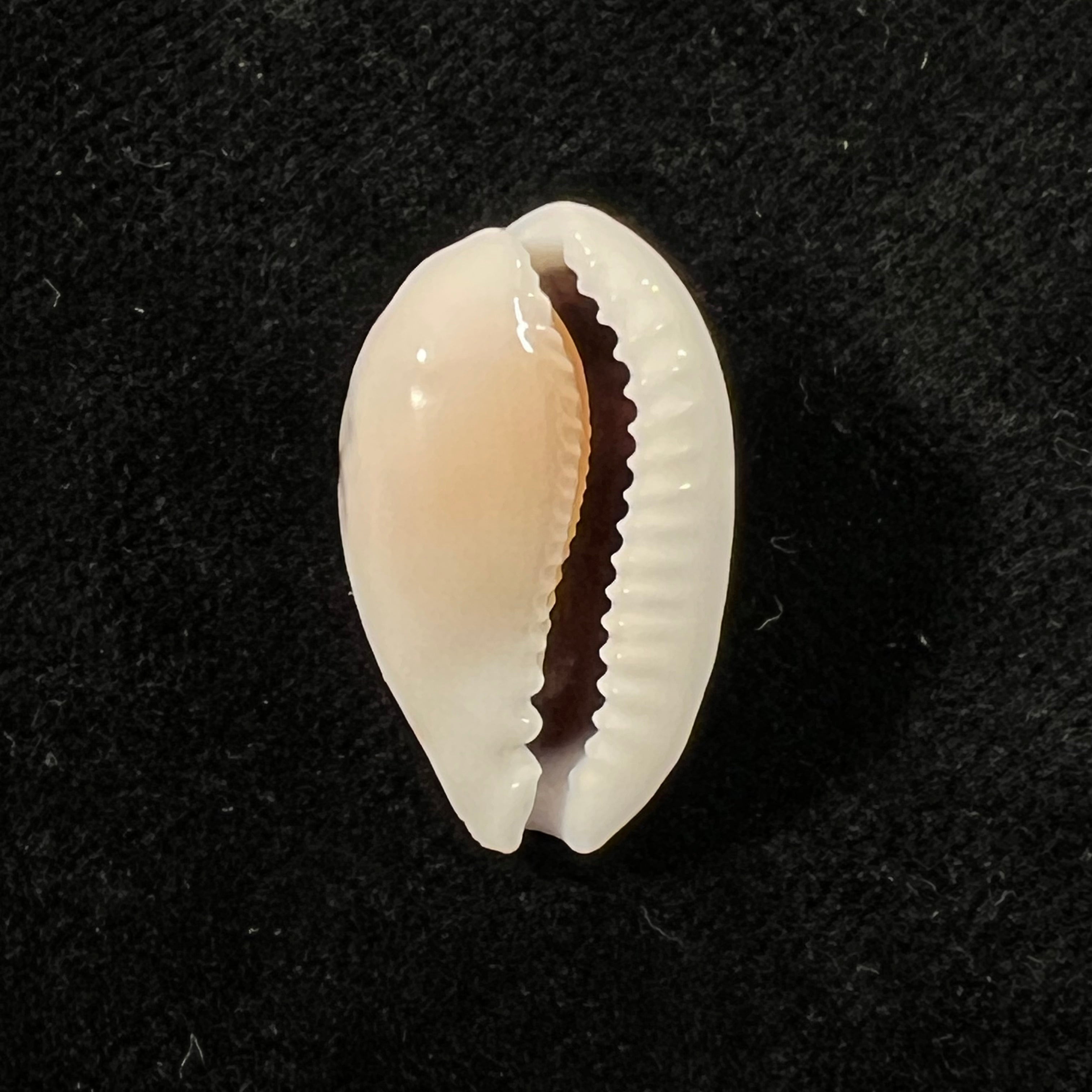 Cribrarula francescoi Lorenz, 2002 - 22,3mm