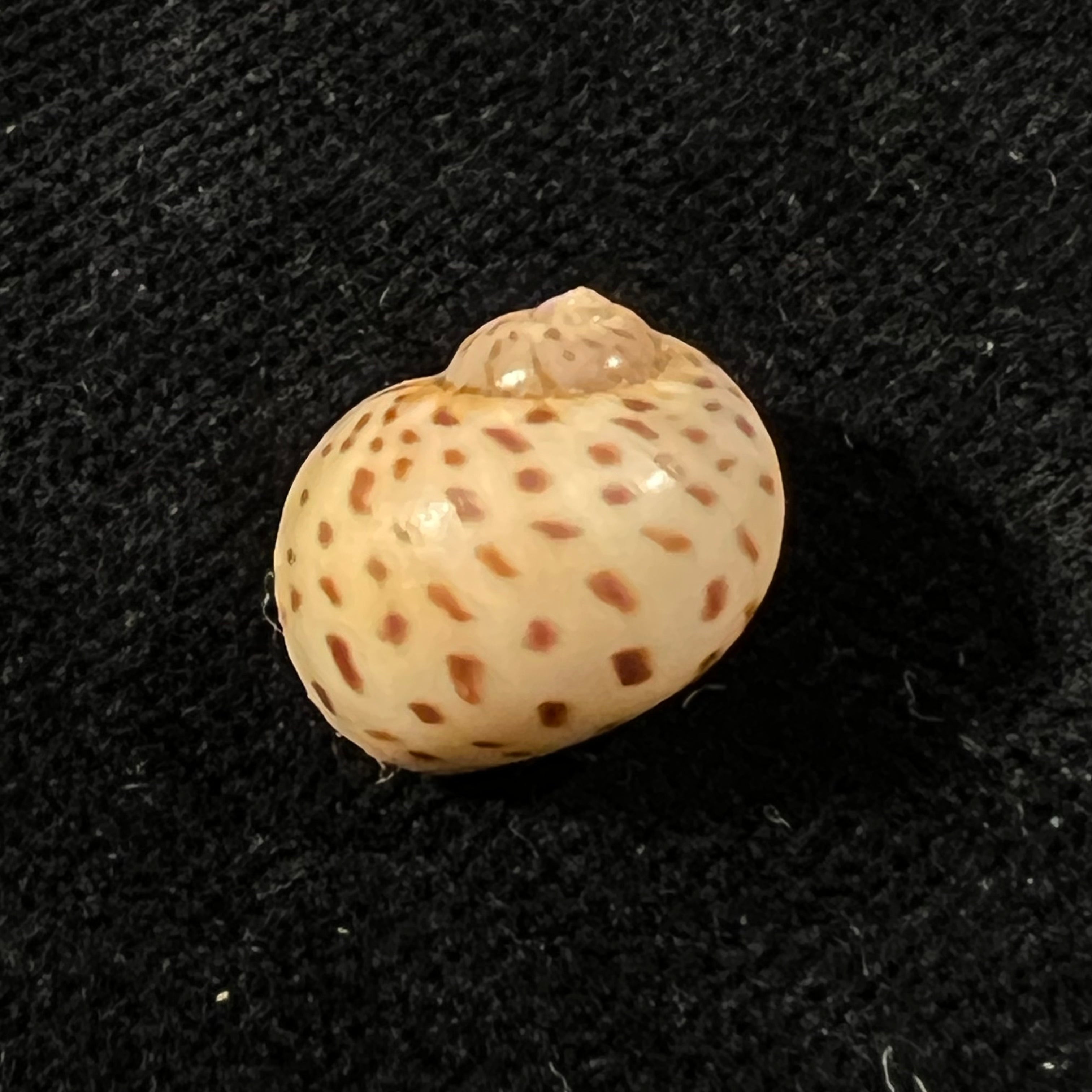 Tanea hilaris (G. B. Sowerby III, 1914) - 13,4mm