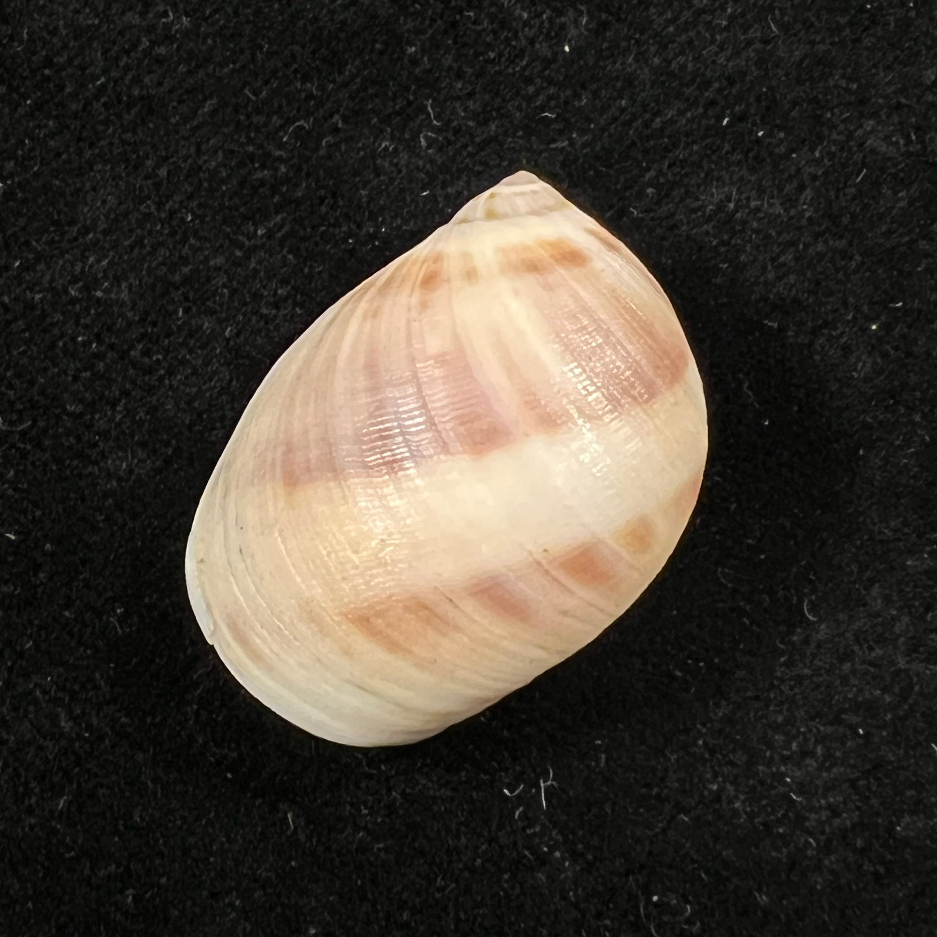 Mammilla fibrosa (J. E. Gray, 1850) - 28,8mm