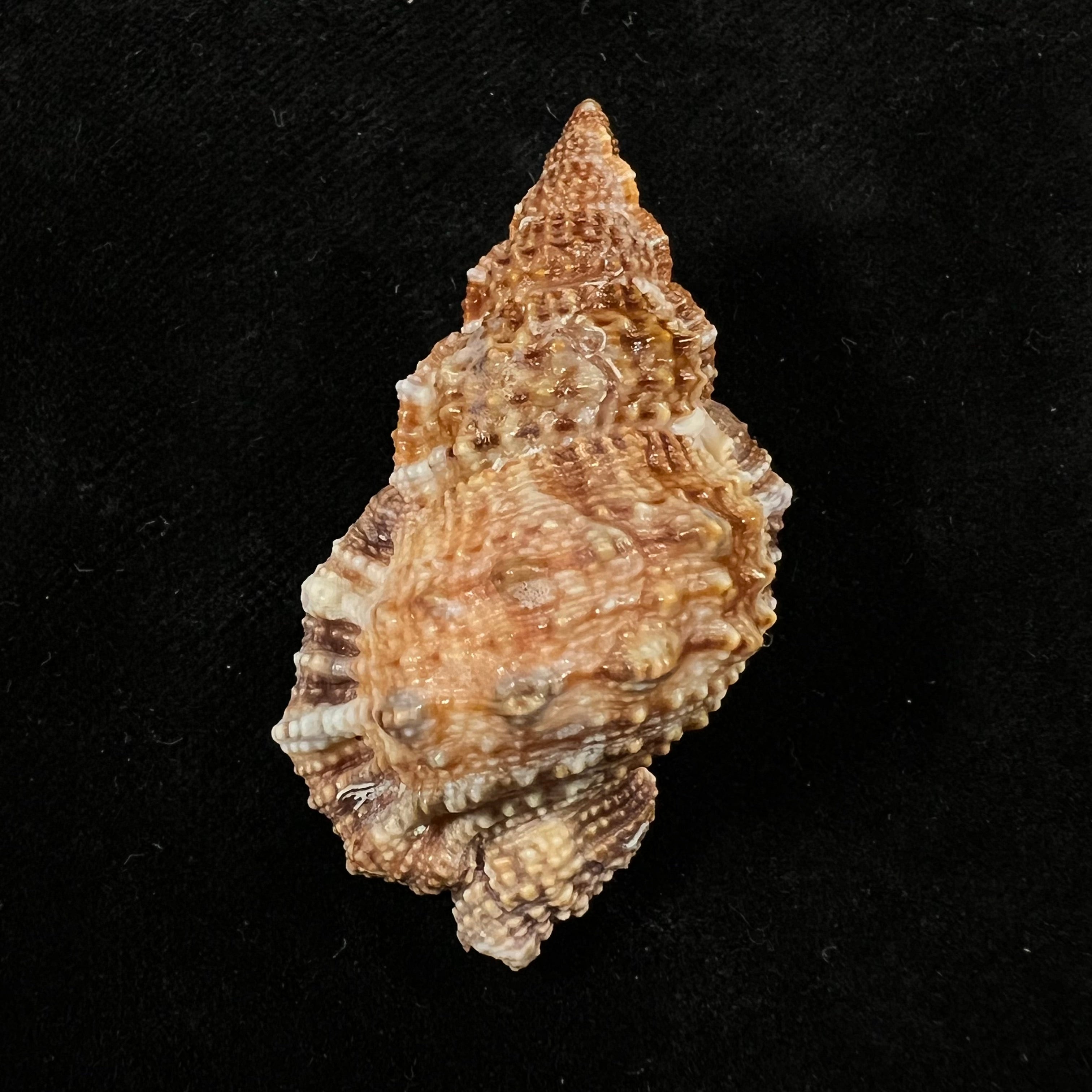 Dulcerana granularis (Röding, 1798) - 49,5mm