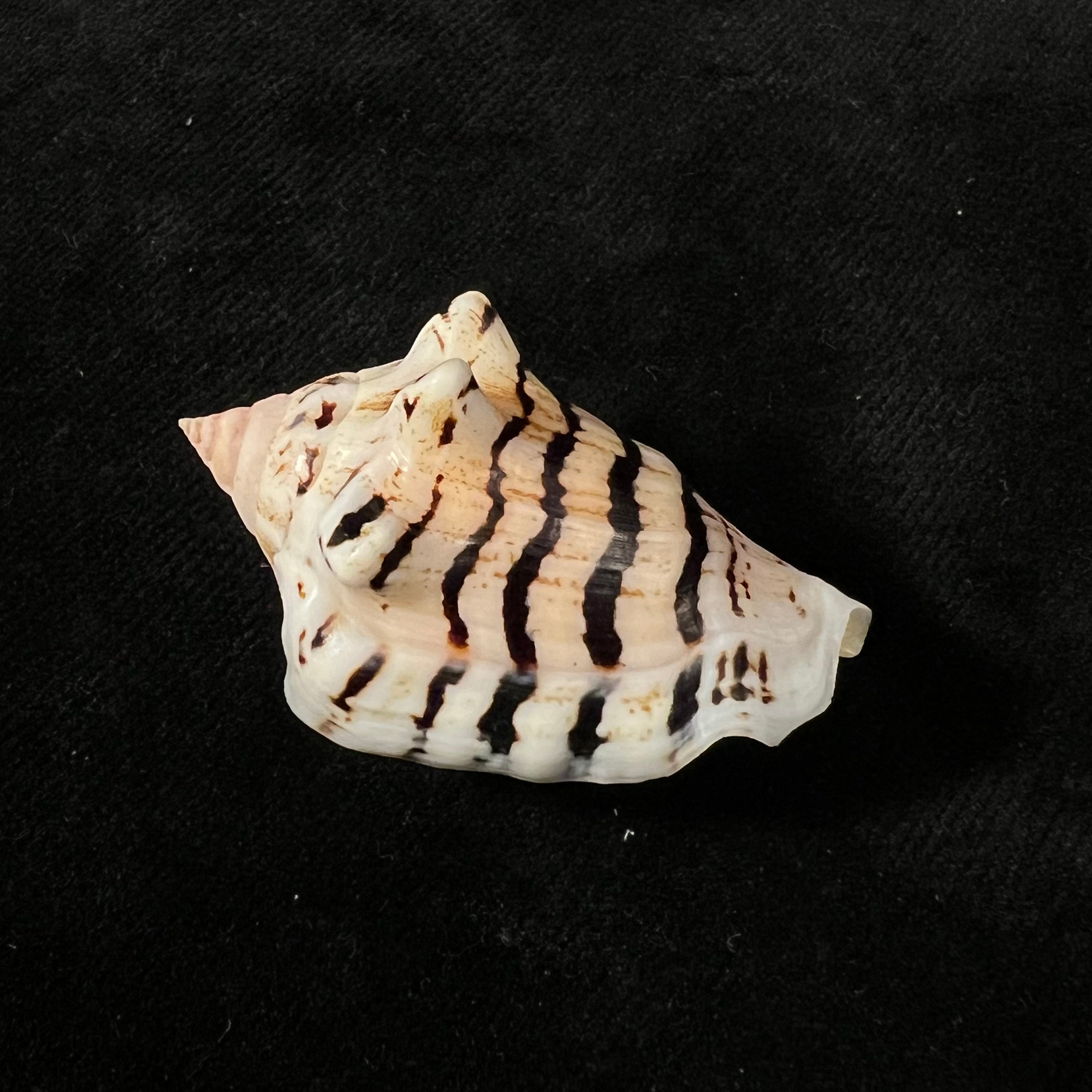 Conomurex fasciatus elegans Romagna-Manoja, E., 1973 - 39,1mm