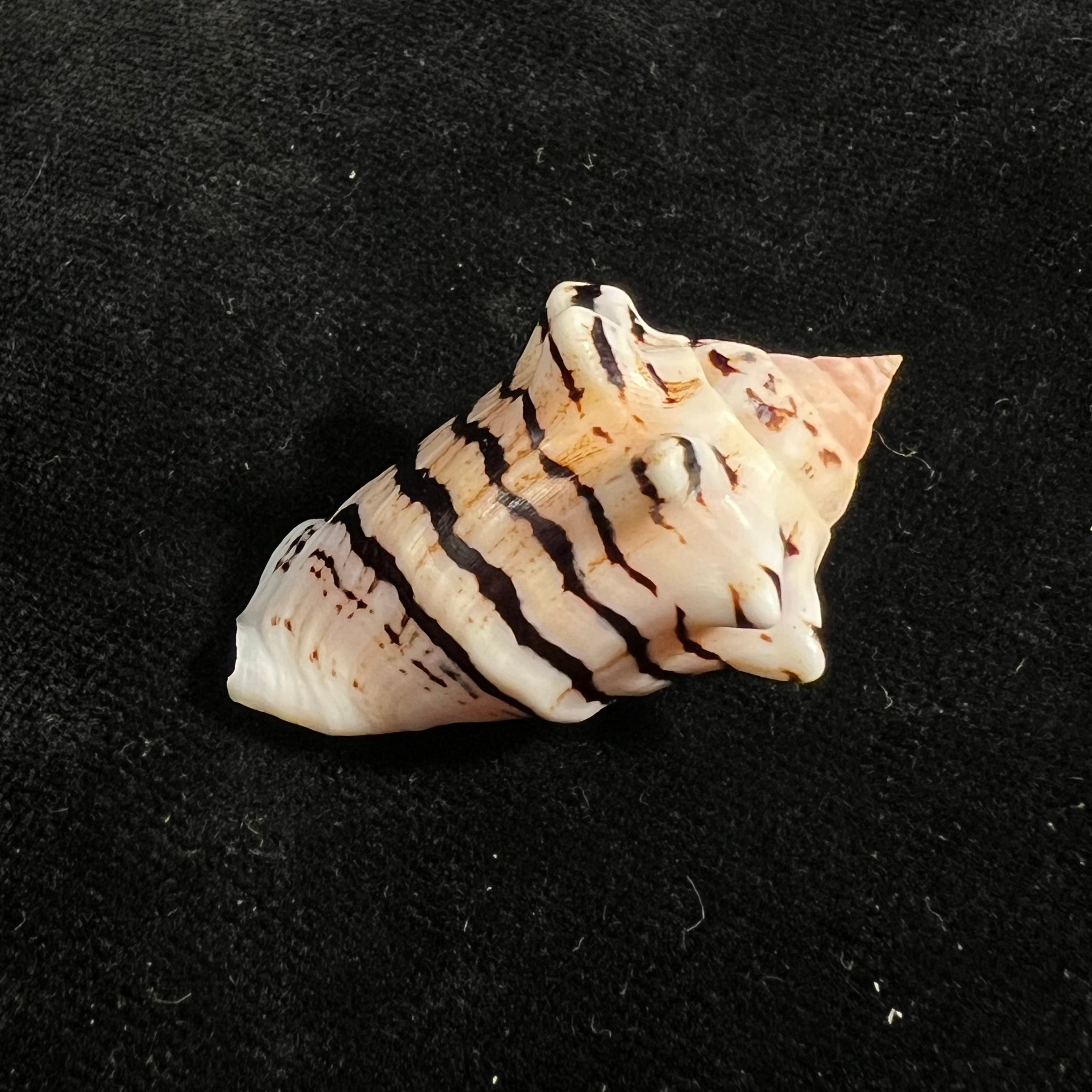 Conomurex fasciatus elegans Romagna-Manoja, E., 1973 - 39,1mm